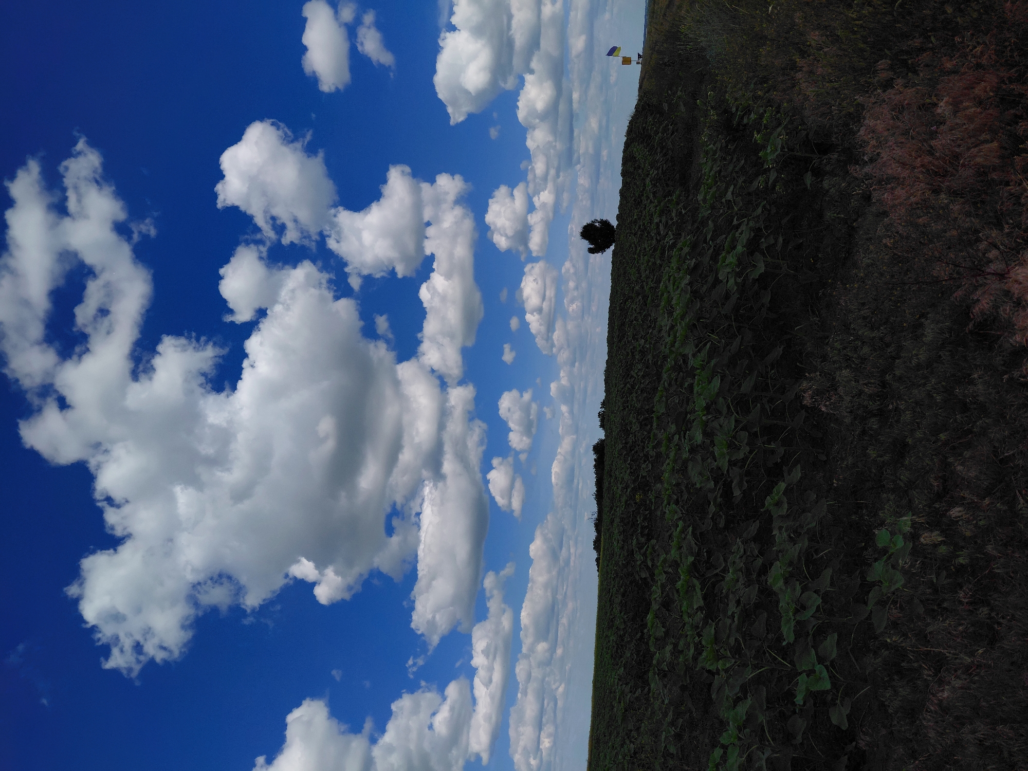 An outdoor, low-angle shot captures a vast, dark green field under a vibrant blue sky filled with numerous fluffy white clouds. The field slopes upwards from the foreground to the horizon. A solitary, dark tree stands on the crest of the hill in the middle ground, silhouetted against the sky. To the right of the tree, a Ukrainian flag, featuring horizontal stripes of blue and yellow, is mounted on a pole, accompanied by a yellow sign. The foreground is dominated by dense vegetation, with some reddish-brown grasses interspersed with darker greenery. The image evokes a sense of rural expanse and a clear, cloudy day in the Ukrainian countryside, possibly near Ustyvytsia.