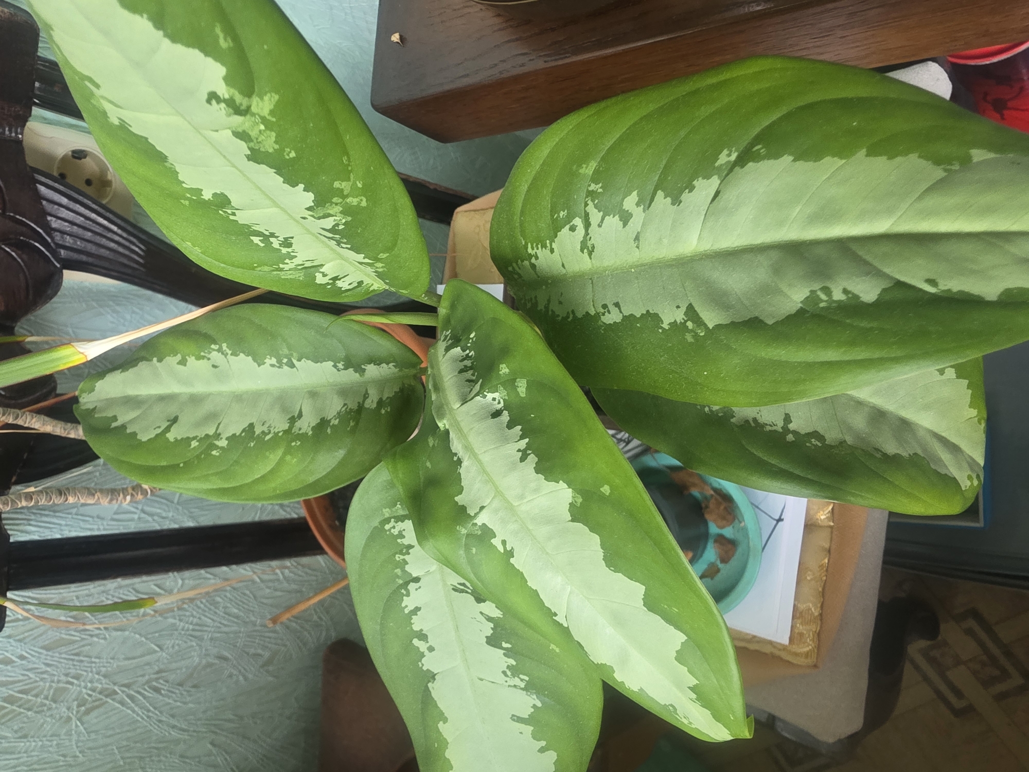 The image shows a close-up of a potted plant with large, glossy green leaves that have irregular silver markings. The plant is indoors, with a textured, light blue wall in the background. Part of a dark wooden piece of furniture is visible on the right. A small, dried leaf hangs down from the plant's stem in the upper left portion of the image. The plant is on a table, and a blue saucer with some soil is visible beneath it. The lighting suggests an indoor setting, likely during the daytime. There are no people or animals present in the image. The scene is static and depicts a common houseplant. No specific landmarks or indicators place this scene within Bila Tserkva, Ukraine.