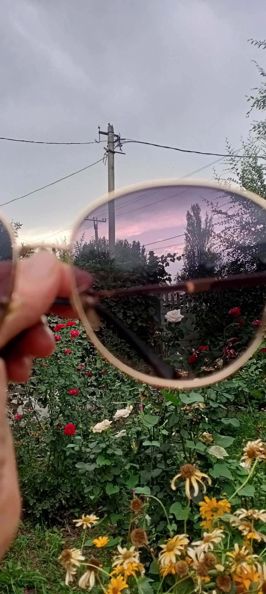 The image captures a close-up view of a person's hand holding a pair of sunglasses, with the lenses reflecting a cloudy sky tinged with pink and purple hues, likely from a sunset. In the foreground, out of focus, is a garden filled with rose bushes displaying red and white blooms, interspersed with yellow wildflowers and dried seed heads. A utility pole with wires is visible in the background, both directly and as a reflection in the sunglasses. The scene appears to be set in a residential area, possibly a garden, on the outskirts of Sokuluk, Kyrgyzstan, given the context provided. The overall atmosphere is serene and slightly melancholic due to the overcast sky and the presence of dried flowers.