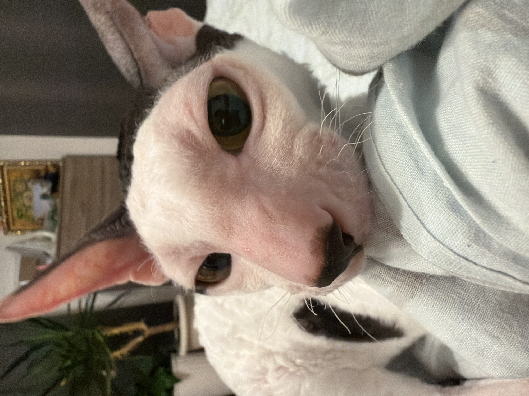 The image shows a close-up of a white cat with black markings and large ears, lying on a light blue fabric. The cat's fur appears to be curly or wavy. The background is blurred but suggests an indoor setting with a plant on the left and a dresser with a picture frame on the right. The cat's face is the primary focus, with its large, amber eyes visible. There are no people or indications of the city of Yekaterinburg, Russia.