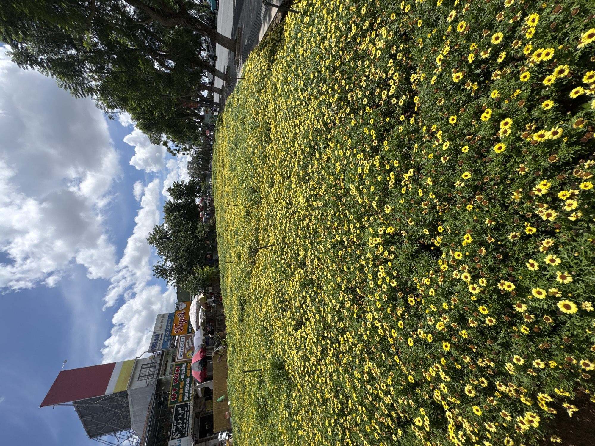 The image captures a large field of small, daisy-like yellow flowers under a partly cloudy sky. The field stretches into the distance, bordered by trees and buildings. A road runs along one side of the field. Buildings with signs and umbrellas are visible in the background, suggesting an urban setting. The OCR suggests the location is likely in Da Lat, Vietnam, as it mentions "Lâm Huy". Signboards and restaurant names are readable, hinting at local businesses. The image is taken from a low angle, emphasizing the expanse of the flower field.
