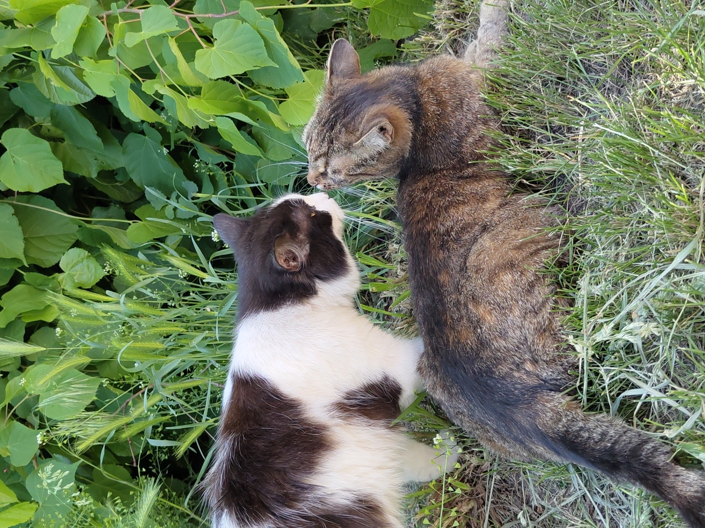 Two cats are positioned in an outdoor setting with abundant greenery. One cat is predominantly white with brown spots and is lying on its side, while the other cat has a tabby coat with shades of brown and gray, and is standing beside the first cat. The cats are closely interacting, their faces near each other, potentially touching noses or whiskers. They are surrounded by grass and various green plants, indicating a garden or park-like environment. The location details in the city of Unknown, Unknown, are unavailable.