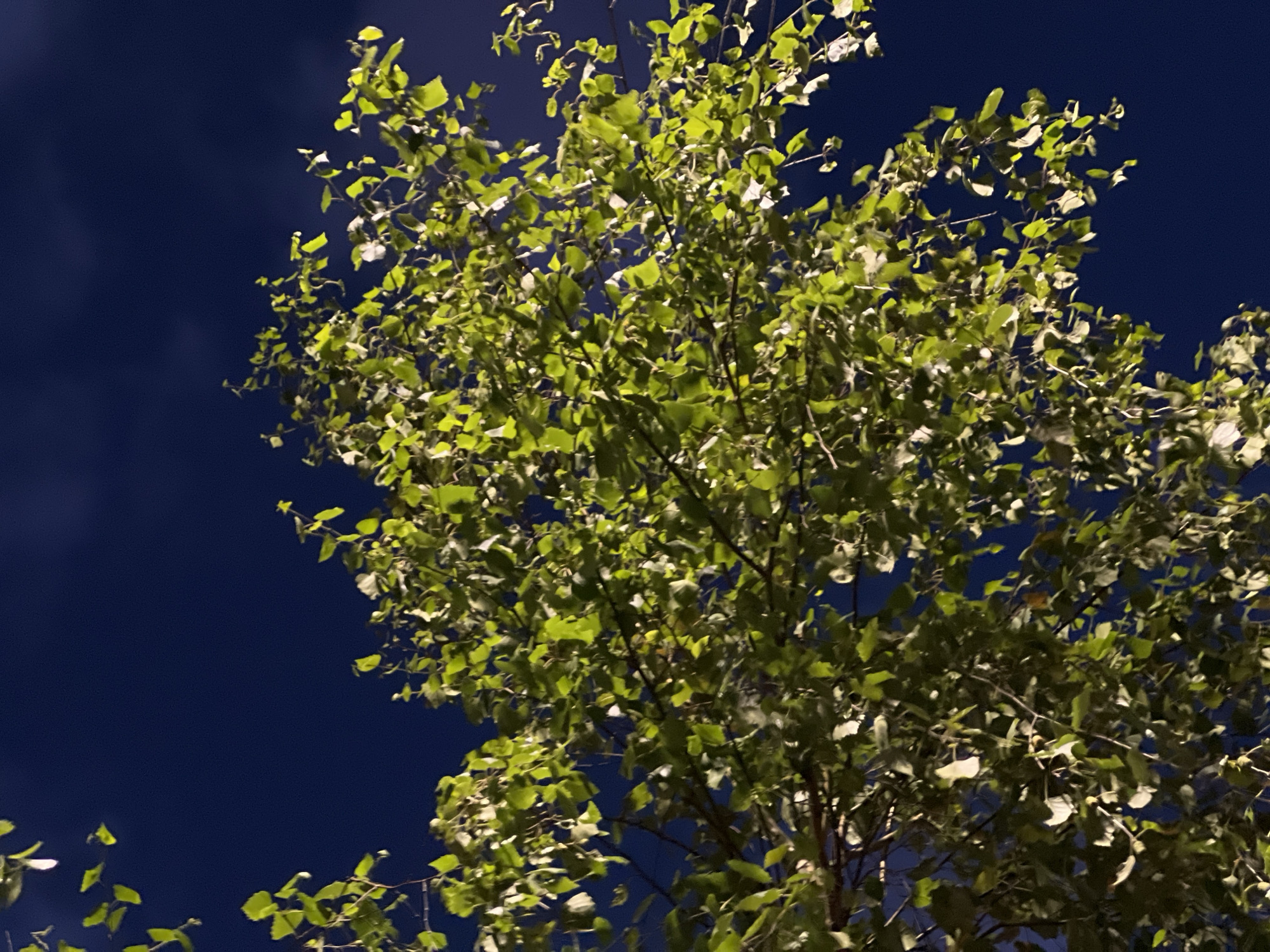 The image shows a close-up view of the leaves and branches of a tree against a dark blue sky. The leaves are a vibrant green, illuminated by an unseen light source, creating a contrast with the deep, almost black sky. Some leaves are sharply in focus, revealing their veins, while others are softly blurred, suggesting movement or depth of field. The branches are thin and intricate, forming a dense canopy that occupies most of the frame. The overall impression is one of natural beauty, with the tree's foliage appearing almost luminescent against the night sky. There is no visible indication of the city of Kazan, Russia, or any specific landmarks. The scene is devoid of people or any human activity.