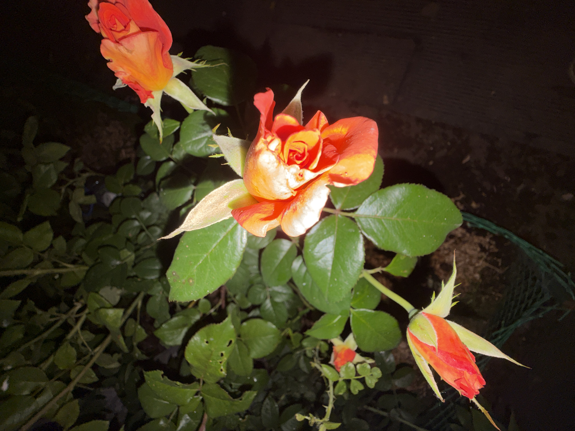 A close-up, low-angle, night shot captures a rose bush with several flowers and buds. The primary rose in the center is a vibrant orange-red, its petals unfurling to reveal a deeper red center. To the upper right, another rose of similar coloring is partially visible, in a more open bloom. In the lower left, a rose bud, encased in pointed green sepals, shows hints of red and orange. The bush has lush green leaves, some with visible water droplets. The background is dark and out of focus, suggesting a nighttime setting. The lower portion of the image reveals a green mesh structure, likely a garden support or fencing, and dark, textured ground. The scene is set in a garden in the city of Chaikovsky, Russia.