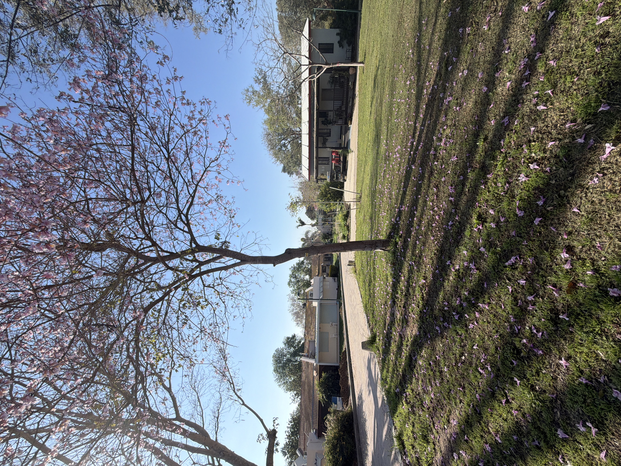 The image depicts a scene in Eshkol Regional Council, Israel, characterized by a sidewalk leading towards a building. Lush green grass covers the ground, littered with purple blossoms, likely fallen from a tree on the left side of the frame. This tree is largely bare of leaves but sports numerous pink flowers on its branches. Shadows cast across the grass suggest a sunny day. Along the sidewalk, smaller buildings are visible, while the main building appears further away with a porch and red chairs. The sky is clear and blue.