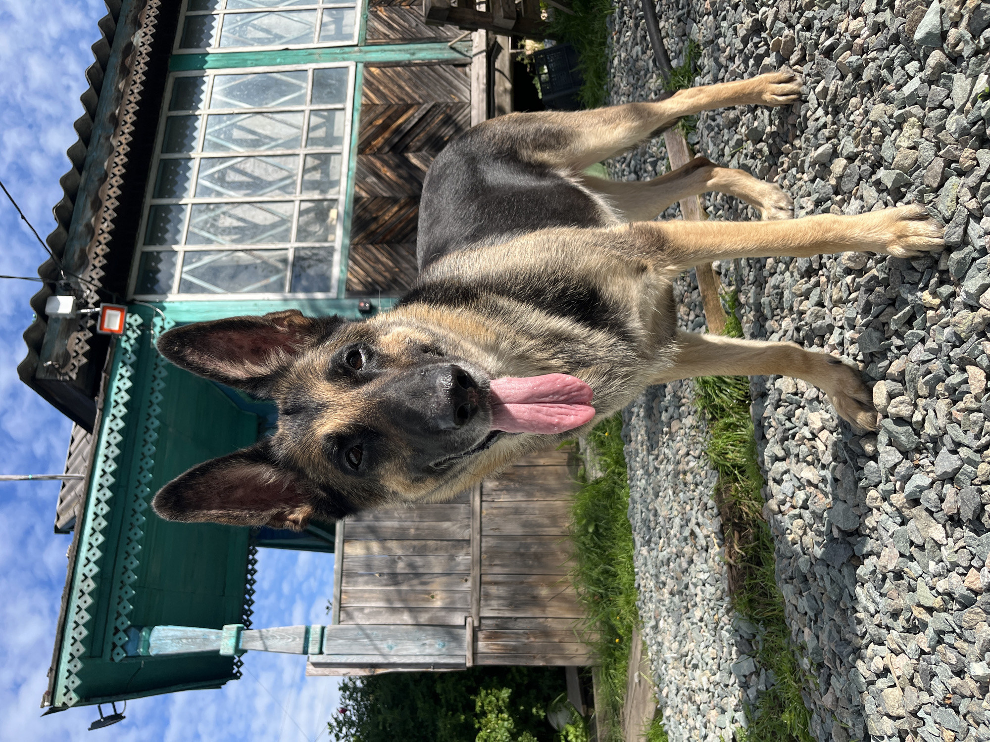 A German Shepherd dog stands on a gravel path in front of a weathered wooden house with teal trim. The dog's tongue is hanging out. The house has a porch with intricate wooden detailing and a large window with diamond-shaped panes. Green foliage is visible to the left of the house. The sky is blue with scattered clouds. This scene is typical of a rural or suburban setting in Nizhny Tagil, Russia.