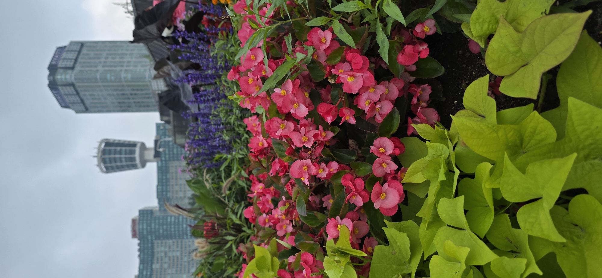 This vertical, eye-level shot features a vibrant floral arrangement in the foreground, with the cityscape of Niagara Falls, Canada, in the background. The flowers are predominantly bright pink begonias, with a few clusters of purple salvia and some chartreuse foliage, possibly sweet potato vine, filling out the planter. Behind the flowers, several tall buildings are visible, including the distinctive Skylon Tower with its observation deck, and a Hyatt hotel. The sky is overcast, suggesting a cloudy day. The focus is sharp on the flowers in the foreground, while the background buildings are slightly blurred. There are no people or animals visible in the image. The scene appears to be part of a well-maintained public garden or park area overlooking the city.