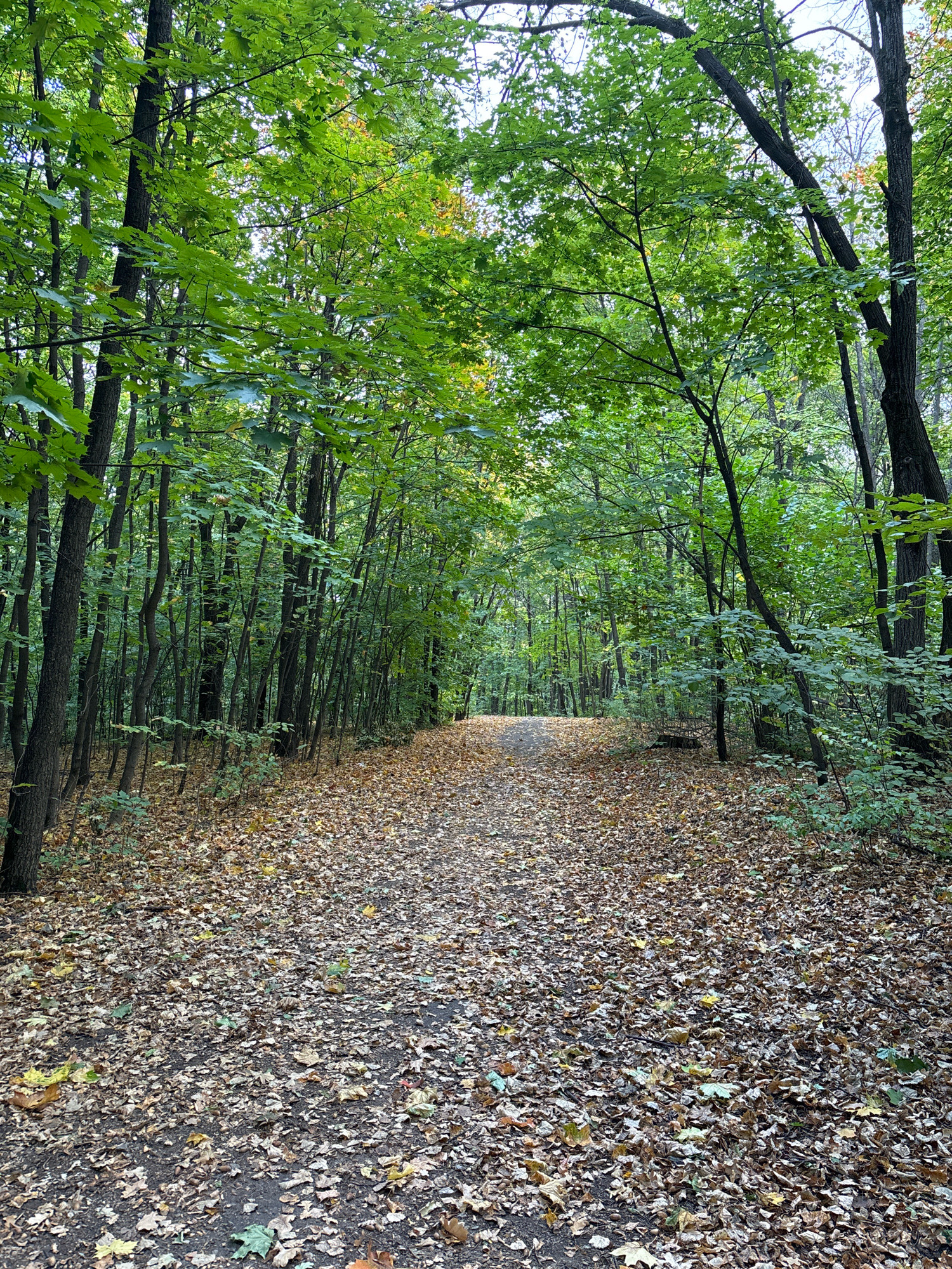 The image shows a path in a forest with trees on both sides. The path is covered in fallen leaves, indicating that it is autumn. The leaves are a mix of brown, yellow, and green, and they are scattered across the ground. The trees are tall and slender, with green leaves still on most of them. The sky is visible through the canopy of leaves, and it appears to be overcast. The scene is serene and peaceful, and it conveys a sense of the natural beauty of the forest. This location is identified as being in Ufa, Russia.