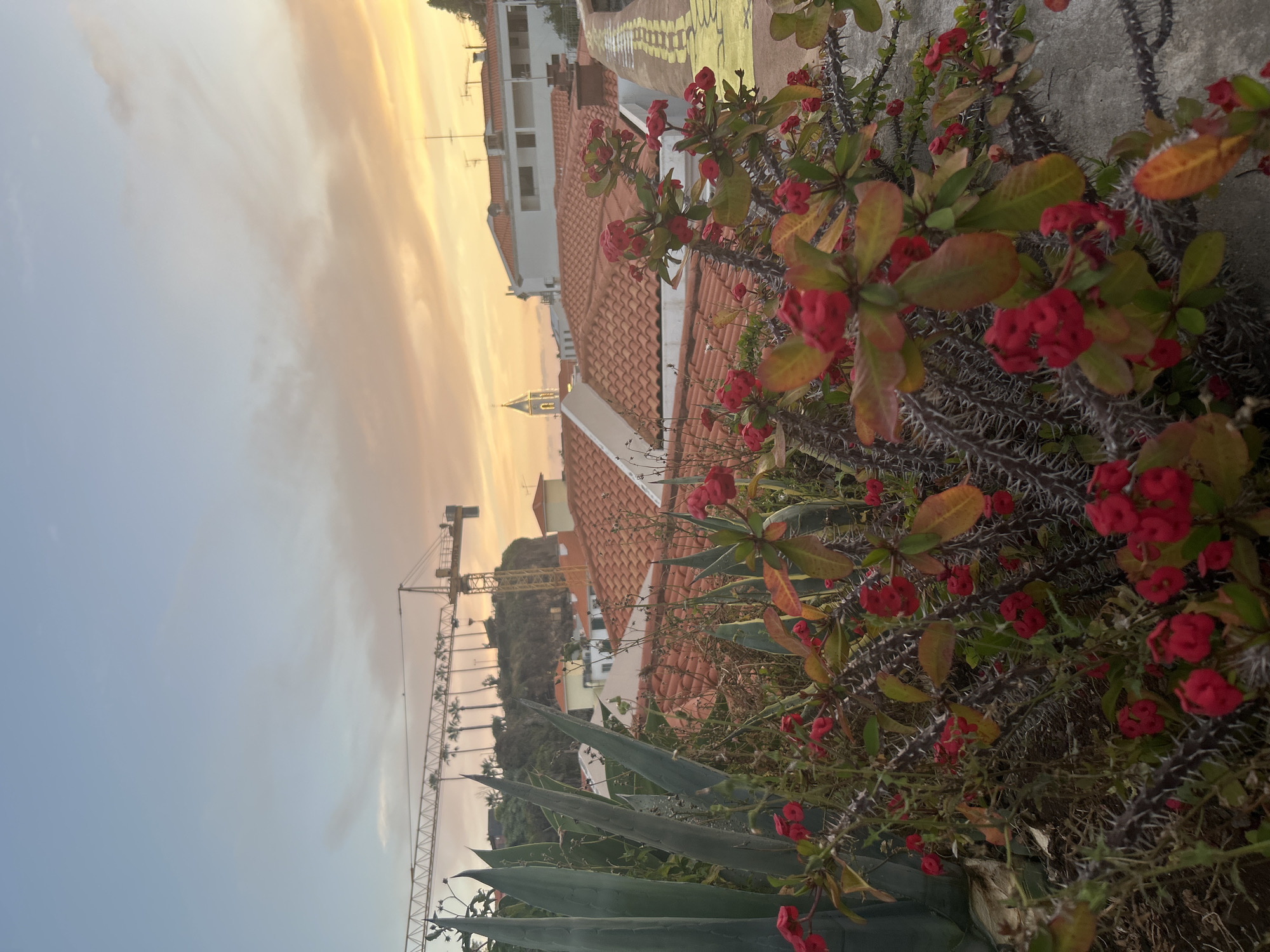 The image captures a view in Câmara de Lobos, Portugal, at dusk. The sky is a gradient of yellow to blue, indicating the sunset. In the distance, there's a hill with palm trees along the coast, and a crane is visible. Below, there are red-tiled roofs of houses and a church steeple. In the foreground, thorny plant and agave plants.