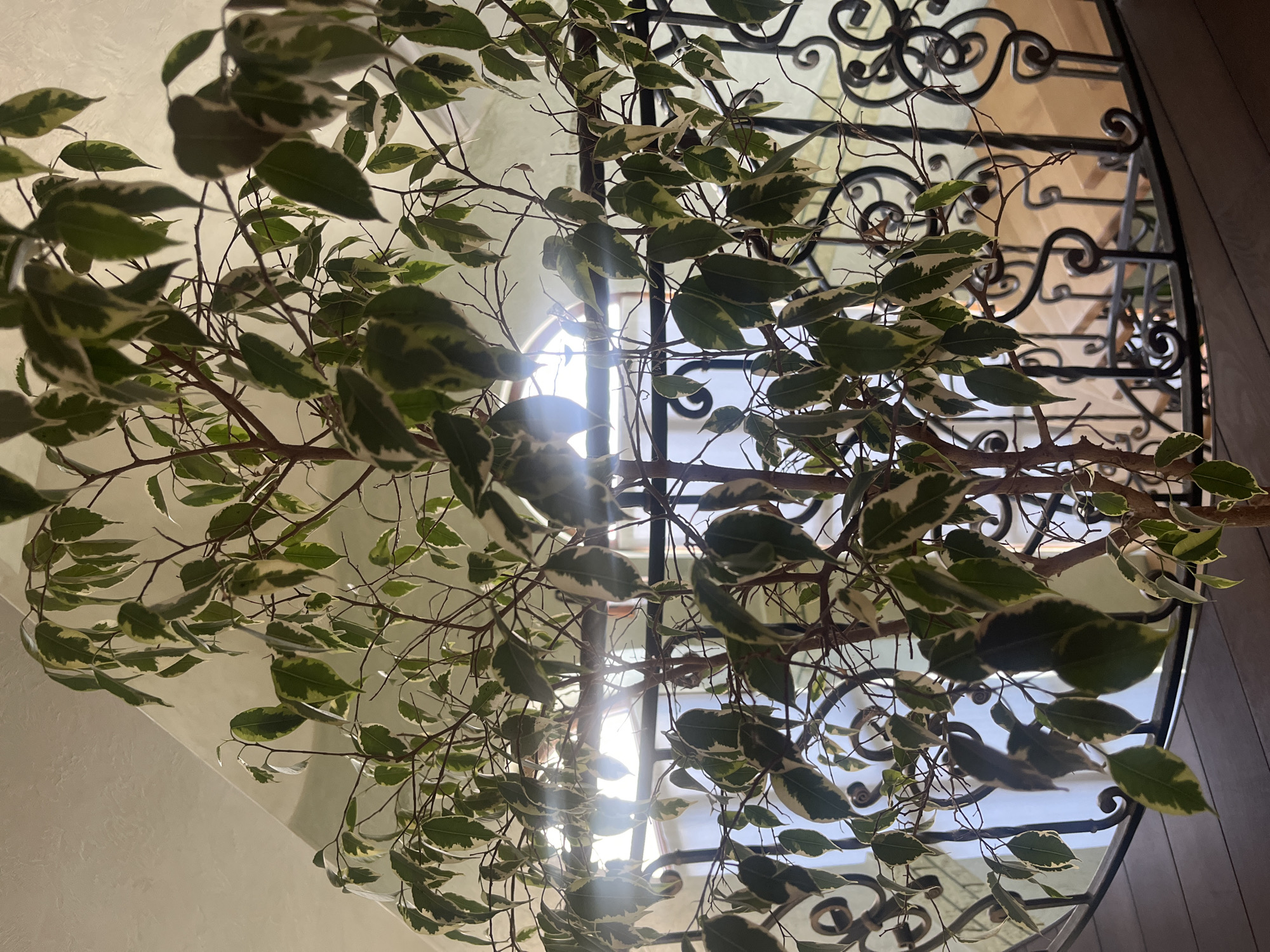 A variegated Ficus benjamina plant is positioned on a wooden floor, in front of a black wrought iron railing with decorative scrollwork. The railing encloses a curved staircase with wooden steps and a similar railing on the side. The background shows a window with sunlight streaming through, creating lens flare effects. The location is identified as Tarnivtsi, Ukraine.