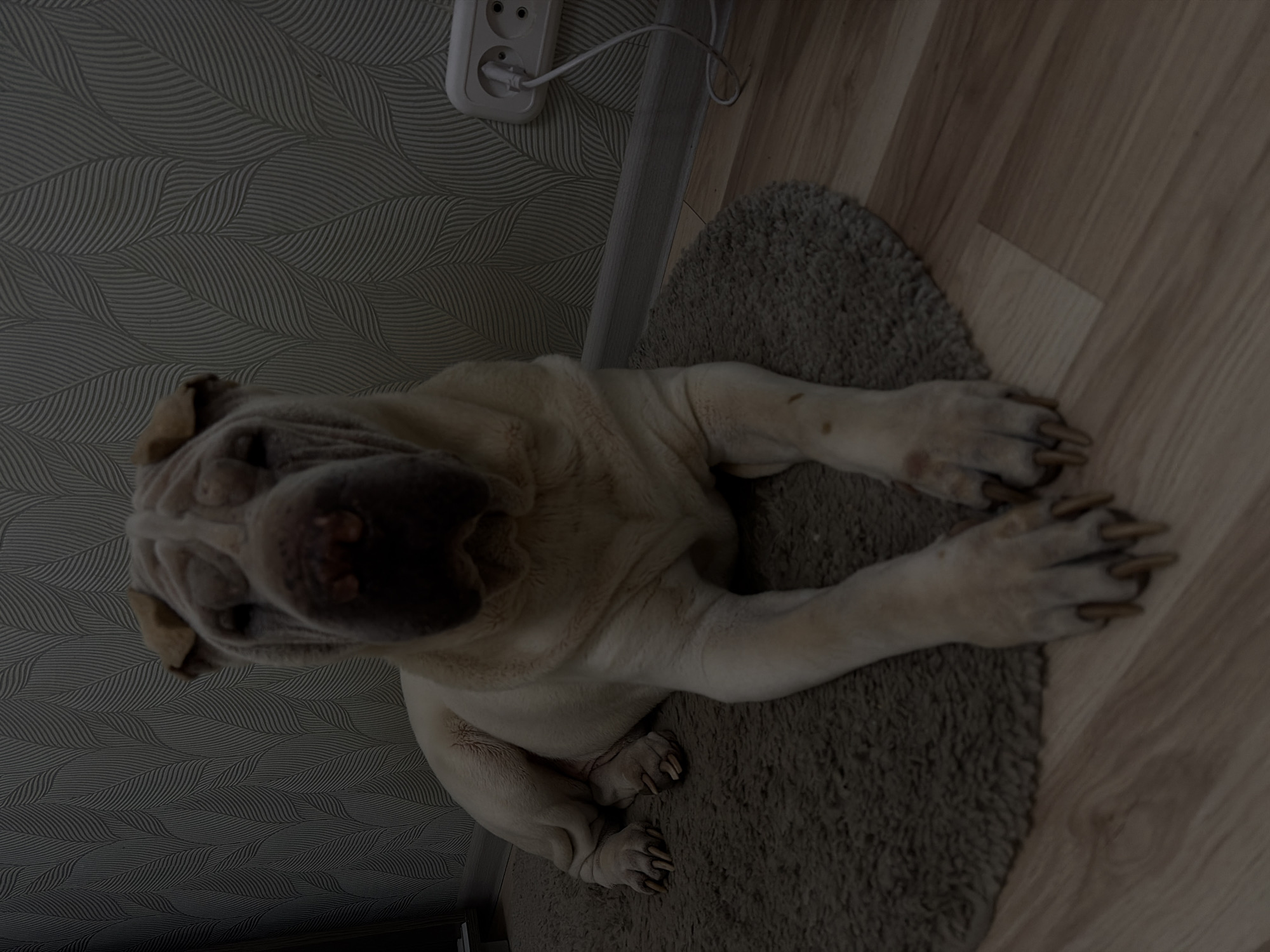 The image, likely taken indoors, features a Shar-Pei dog lying on a gray, circular rug. The dog is positioned on its belly, facing the camera, with its front paws outstretched. The background includes a wall covered in patterned wallpaper and a section of light-colored wooden flooring. An electrical outlet is visible on the wall, with a cord plugged into it. The image gives the impression of being taken in a domestic setting. While the location is specified as Chaikovsky, Russia, there are no details in the image to verify or confirm that the image was taken in this city.