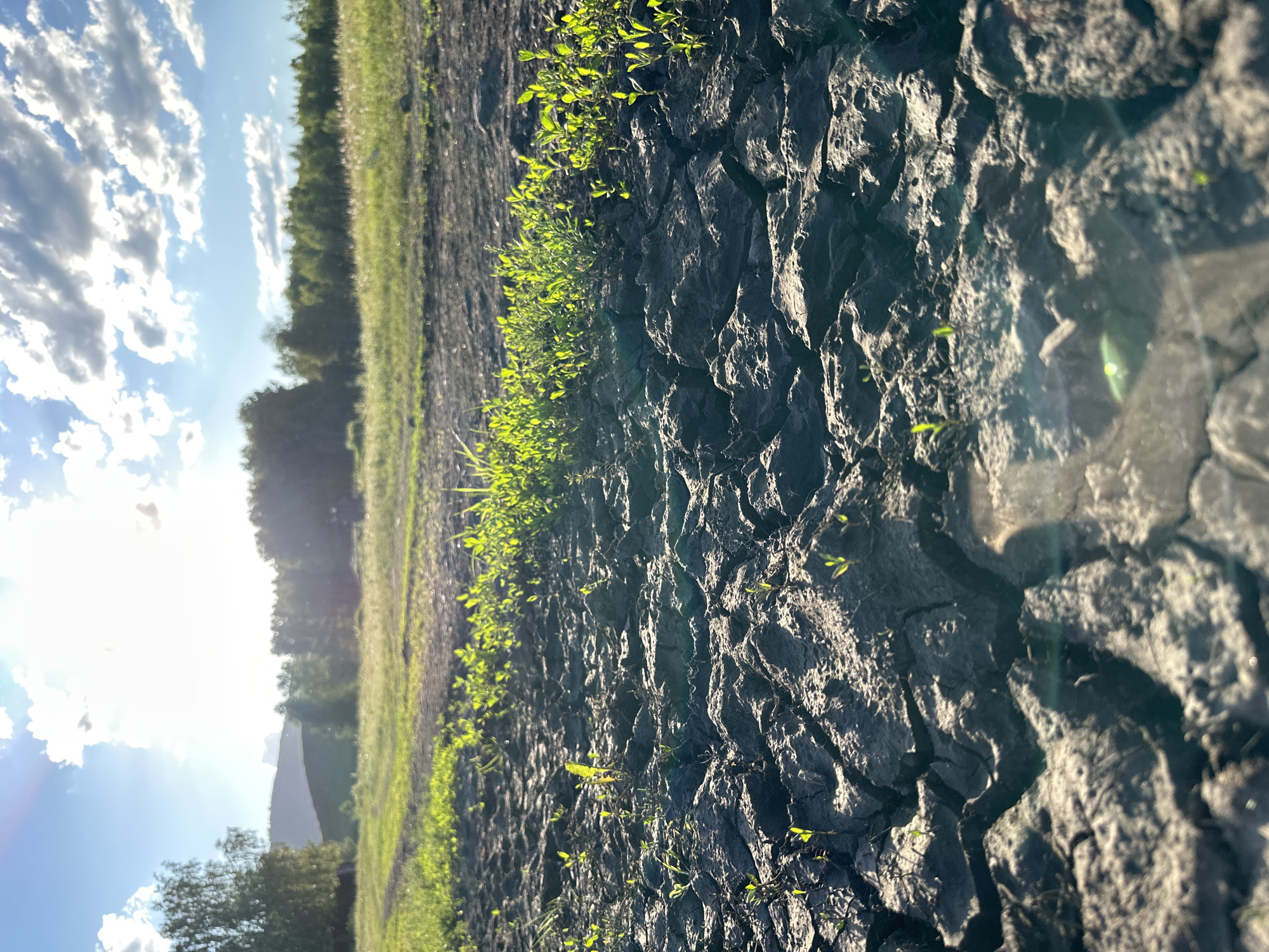 The image captures a close-up view of cracked, dry earth in the foreground, with small green shoots of grass emerging from the fissures. In the mid-ground, a line of lush green grass grows along the edge of the dry earth, contrasting sharply with the parched ground. Beyond this, a gently sloping field of green grass stretches towards a dense line of trees that forms the horizon. The background features a bright, sunlit sky filled with scattered white clouds, and the sun's rays are visible, creating lens flare effects in the image. The overall scene depicts a rural or natural landscape with a strong emphasis on the textures of the earth and the contrast between dryness and new growth. The location is identified as Unknown, Unknown.