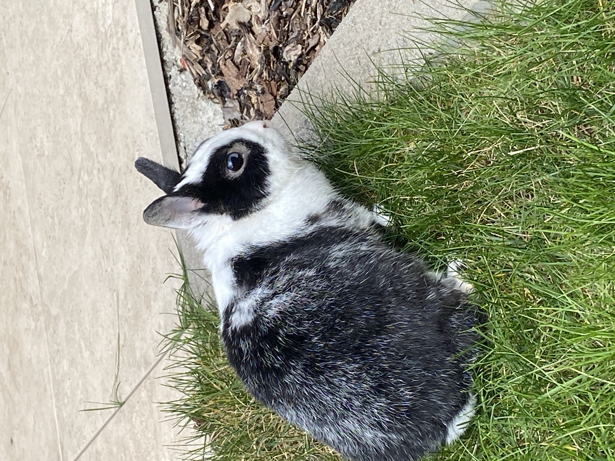 A black and white rabbit is situated in a patch of green grass adjacent to a paved area. The rabbit is positioned near a border of mulch.