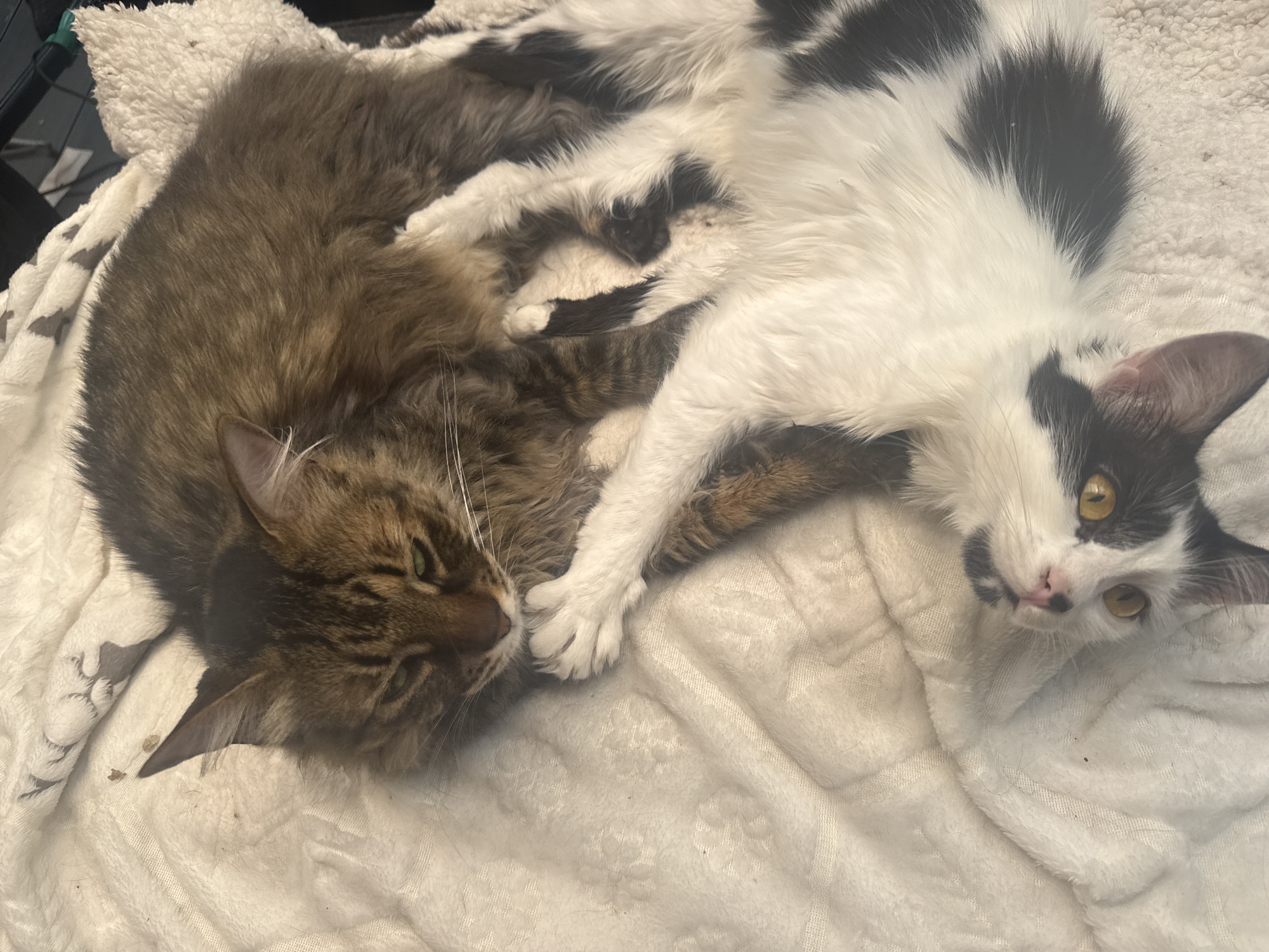 Two cats are resting closely together on a soft, white blanket in an indoor setting in Sofia, Bulgaria. The image, taken from a slightly overhead perspective, captures their peaceful interaction.
On the left, a fluffy, long-haired tabby cat with shades of brown and black fur is curled up. Its eyes are mostly closed, suggesting it is either sleeping or deeply relaxed. Visible white whiskers extend from its snout, and its dense fur covers much of its body.
To the right of the tabby cat, a black and white cat is lying on its back, partially intertwined with the tabby. This cat has distinct black patches over one eye and ear, a black chin, and a small black spot near its pink nose. Its most striking feature is its pair of large, bright golden-yellow eyes, which are wide open and looking directly at the camera, conveying a sense of curiosity and alertness. The black and white cat's white paws are visible, resting near the tabby's body.
Both cats are lying on a plush, white blanket, which appears to be made of a soft material like fleece or sherpa. A dark, indistinct object, possibly part of a cage or piece of furniture, is visible in the upper left corner of the background. The overall scene depicts a moment of affectionate companionship and comfort between the two felines. There is no visible text in the image.