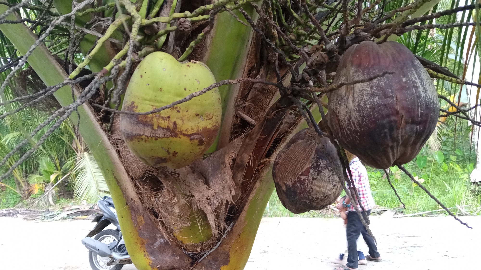 A close-up shot focuses on a cluster of coconuts hanging from a palm tree. One green coconut is prominent on the left, showing some brown discoloration. To its right, a large, dark brown, mature coconut hangs lower, covered in a light, powdery substance. Another smaller, dark coconut is visible below and to the left of the large one.
In the background, a person wearing a checkered shirt and dark pants walks away from the camera, their back partially visible. To the far left of the image, the rear of a scooter is partially visible, parked near the base of the palm tree. The setting appears to be outdoors, likely in a tropical environment, with lush green foliage and palm fronds visible behind the coconuts. The ground is a light-colored sandy or gravelly surface, suggesting a beach or roadside location.
The lighting suggests it could be daytime, possibly overcast due to the diffused light and absence of strong shadows. The overall impression is a rural or coastal scene in Indonesia, given the Palohpanyang location context. No visible text is present in the image.