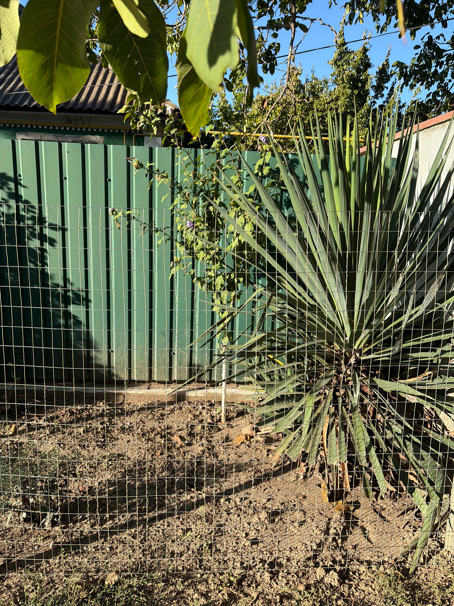 The image depicts an outdoor scene, likely a backyard in Oxentea, Moldova. A large yucca plant with long, spiky green leaves is prominently featured in the foreground, partially obscured by a wire fence. Behind the plant, a tall, green corrugated metal fence runs horizontally across the frame. To the left of the yucca and in front of the metal fence, a smaller green plant with thin branches and leaves is visible. The ground is covered in dry soil, with some scattered debris and small patches of green grass. Sunlight casts shadows from the fence and foliage onto the ground and the metal fence. In the upper portion of the image, tree branches with green leaves are seen against a clear blue sky. A section of a building's roof with gray shingles is visible above the green fence on the left. The overall impression is one of a sunny, arid environment.