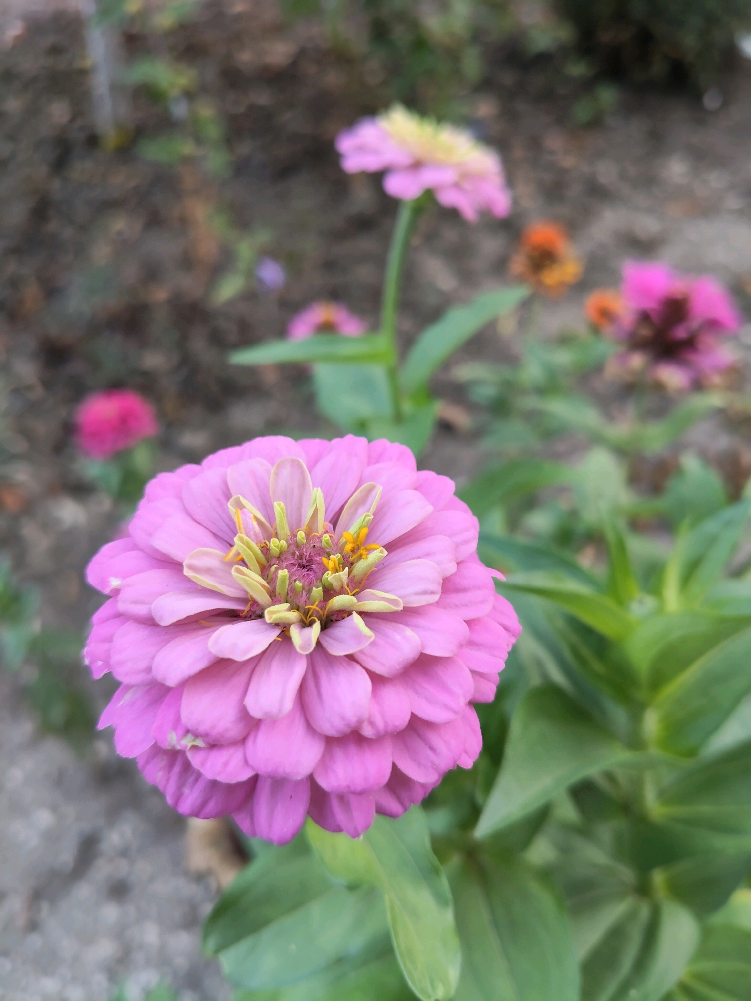 A close-up, vertical shot focuses on a vibrant pink zinnia flower in the foreground. The zinnia, with its many layered petals, is sharp and in focus, showcasing its delicate texture and the yellow stamens at its center. Behind the main flower, the background is softly blurred, revealing several other zinnias in shades of pink and orange, as well as green foliage and dark soil. The overall impression is one of a garden setting in a natural outdoor environment, possibly in a residential area or park.