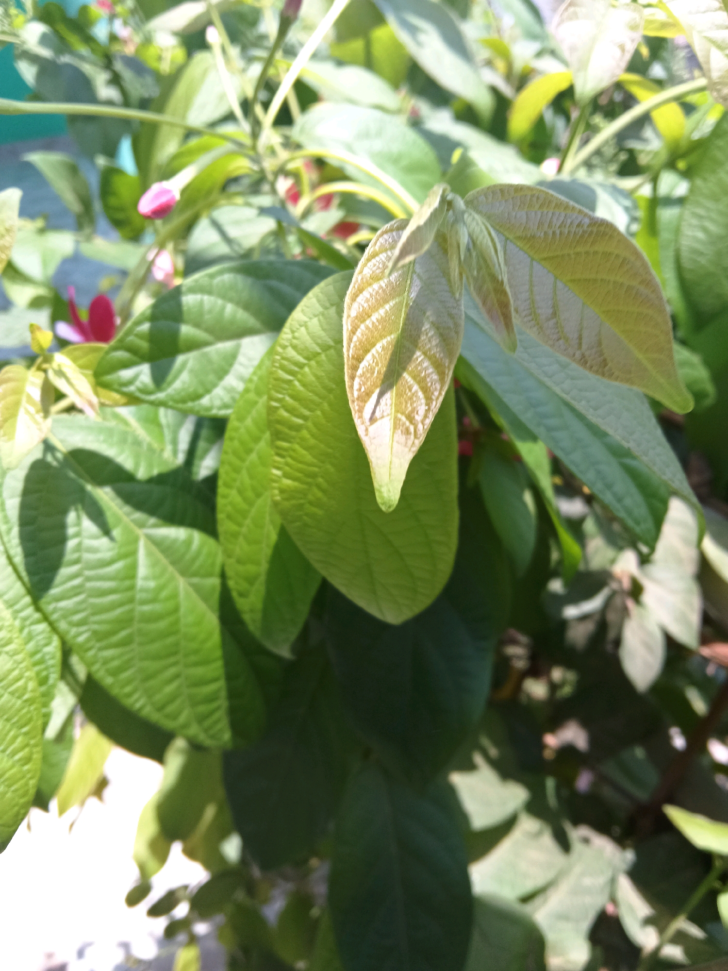The image is a close-up, natural light photograph of green foliage, likely taken outdoors. The focus is on a cluster of leaves, with some appearing younger and lighter green, while others are mature and a darker green. There are hints of pink and red flowers or buds in the background, and the leaves show distinct vein patterns. The environment suggests a plant or garden setting, possibly in a city context as indicated by a blurred turquoise structure visible in the upper left corner, which could be part of a building or wall. The scene is characteristic of urban vegetation in Gitaramuka, Burundi, where such flora is common in residential and public spaces. No people or specific actions are depicted.