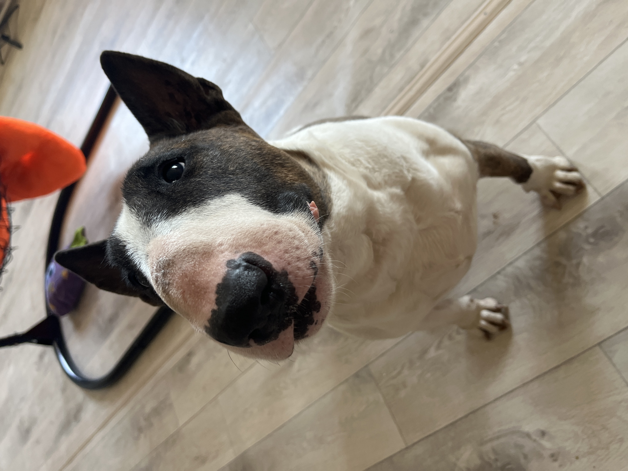 A Bull Terrier dog is lying on a wood-look floor. The dog has a white body and a brindle-colored head with an almost entirely black nose. The dog is looking directly at the camera with one ear erect and one folded. A black dog toy with a purple ball and an orange item are partially visible near the left side of the frame. The floor consists of light grey wood-look planks with subtle grain patterns. The photo's high angle emphasizes the dog's face and upper body. The location is Chaikovsky, Russia.