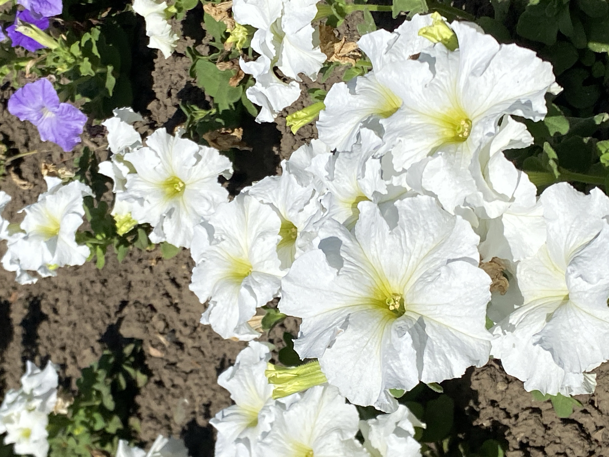 The image displays a close-up view of several white petunias blooming in soil, with some hints of purple petunias in the background. The flowers have delicate, ruffled petals and bright yellow centers. The soil appears dry and somewhat clumpy. The lighting suggests it is daytime, with shadows cast on the ground, indicating direct sunlight. There are no people or animals visible in the image, and no identifiable structures or landmarks suggest a specific location within Kushchovskaya, Russia.