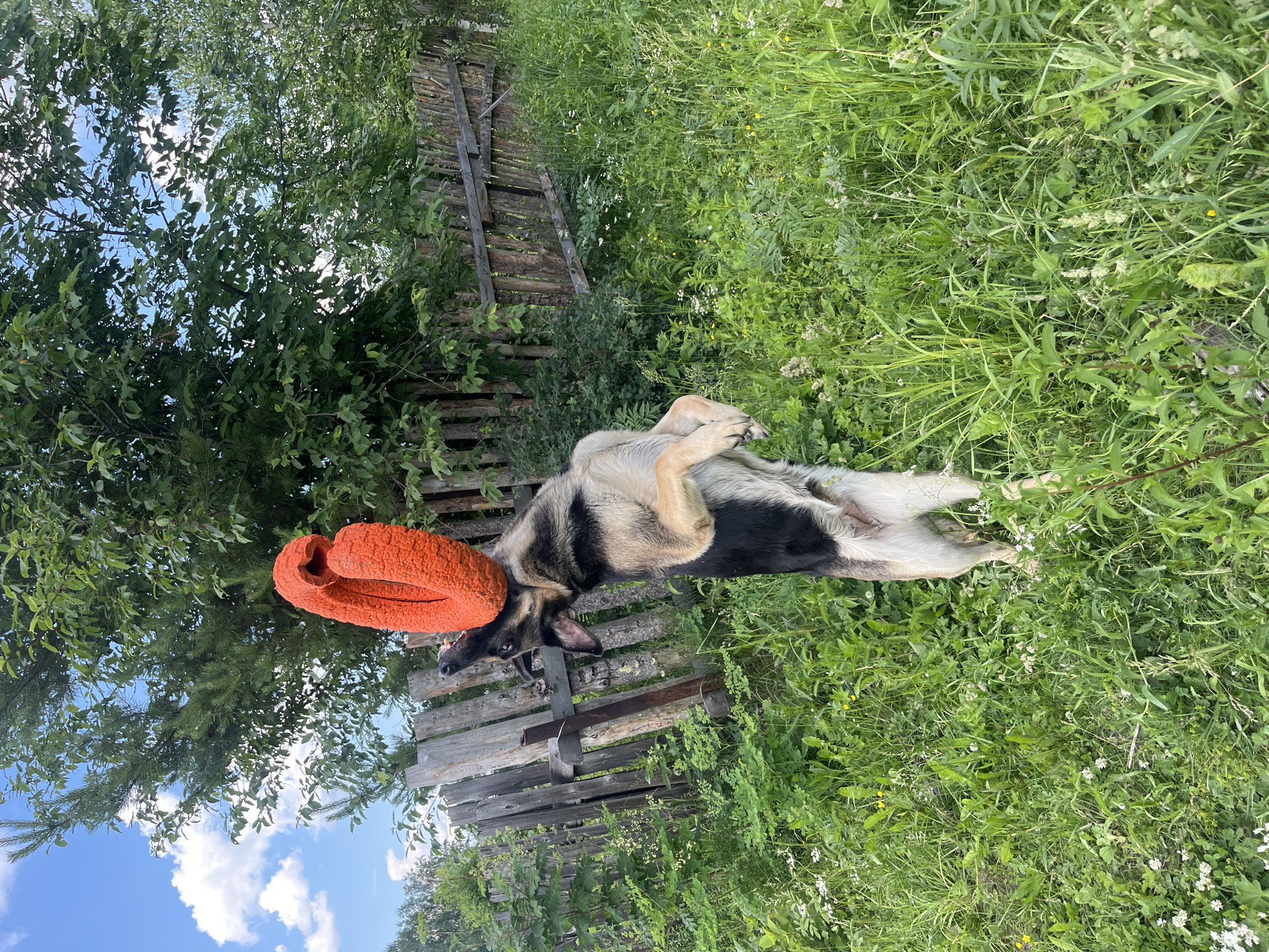 A German Shepherd dog is standing on its hind legs outdoors in a grassy area, with an orange ring toy balanced on its head. The dog's mouth is open, and its tongue is visible. The background consists of a wooden fence, trees, and a blue sky with white clouds. The setting appears to be a rural or suburban backyard. The image was taken on July 20, 2023, in the city of Nizhny Tagil, Russia.
