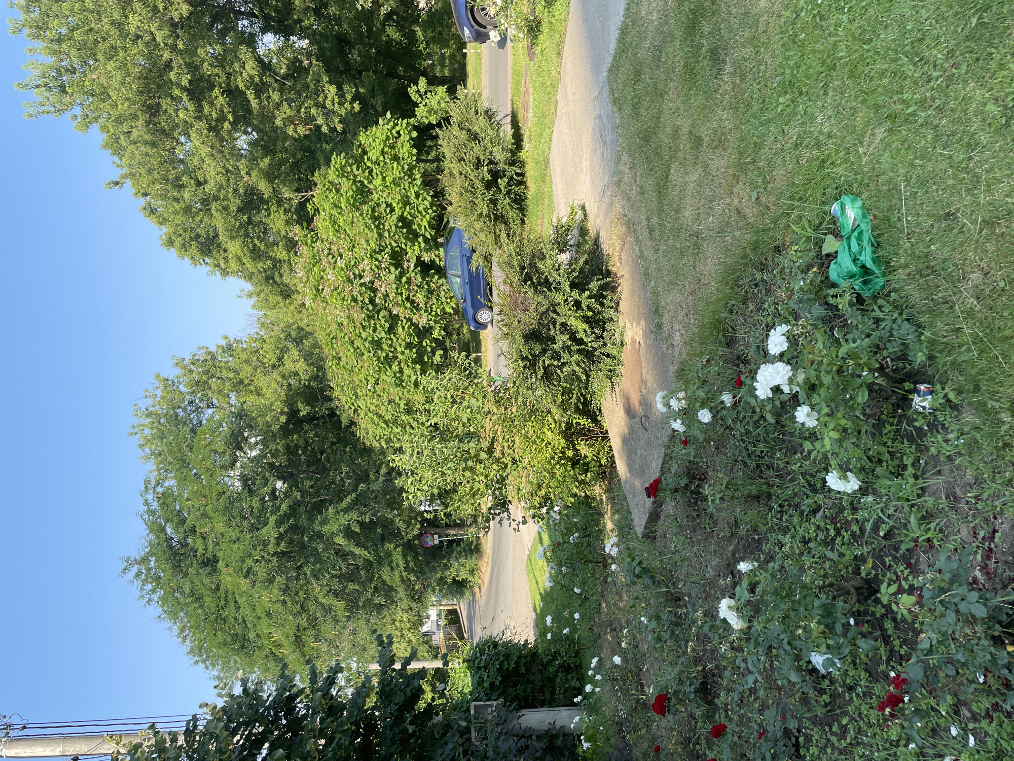 The image depicts a street scene in the city of Iași, Romania, on a clear, sunny day. The foreground features a flowerbed with red and white roses, some with fallen petals. A patch of green grass is adjacent to the flowerbed. Further into the image, a concrete sidewalk or pathway is visible, along with a manhole cover. Beyond the sidewalk, a street curves to the left, lined with mature trees and lush green bushes. A blue sedan is parked on the street, and another dark-colored vehicle is partially visible on the right side of the frame. Traffic signs are present on a pole along the street. The background consists of more trees and a clear blue sky. There are no people visible in the image. A crumpled green plastic bag is lying on the grass in the lower right section of the image.