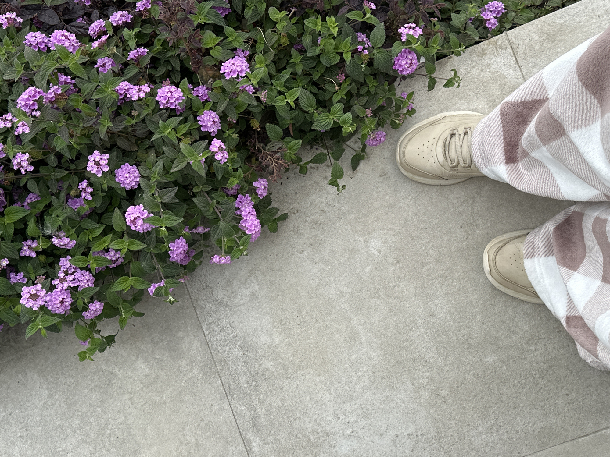 The scene is a close-up, top-down view showing part of a person standing on a light gray tiled surface next to a cluster of flowering plants. The plants feature small, light purple flowers densely packed amid green foliage. The person's legs are partially visible, clad in checkered white and light brown patterned trousers. Their feet are shod in light beige sneakers with laces. The tiled surface is clean and appears to be outdoors, possibly a walkway or patio. The location, according to the prompt, is Šušanj, Montenegro, but no features are present to explicitly confirm this location.