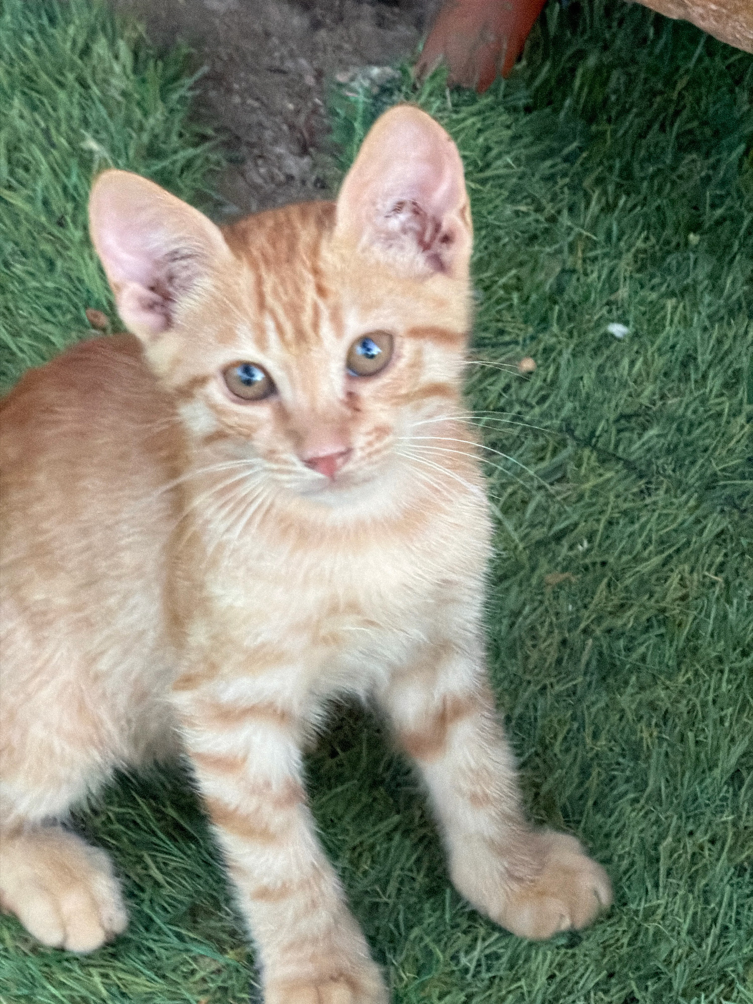 The image shows a close-up, eye-level shot of a ginger tabby kitten lying on bright green grass. The kitten is facing the camera, with its head tilted slightly to the left. It has large, pointed ears, prominent blue eyes with a reflective sheen, and pale pink paw pads. Its fur is a pale orange with darker ginger stripes, particularly visible on its legs and tail. The background is a soft-focus blur of more green grass and dark soil. There is no indication of the city of Sharm El Sheikh, Egypt, or any specific urban elements present in the scene.