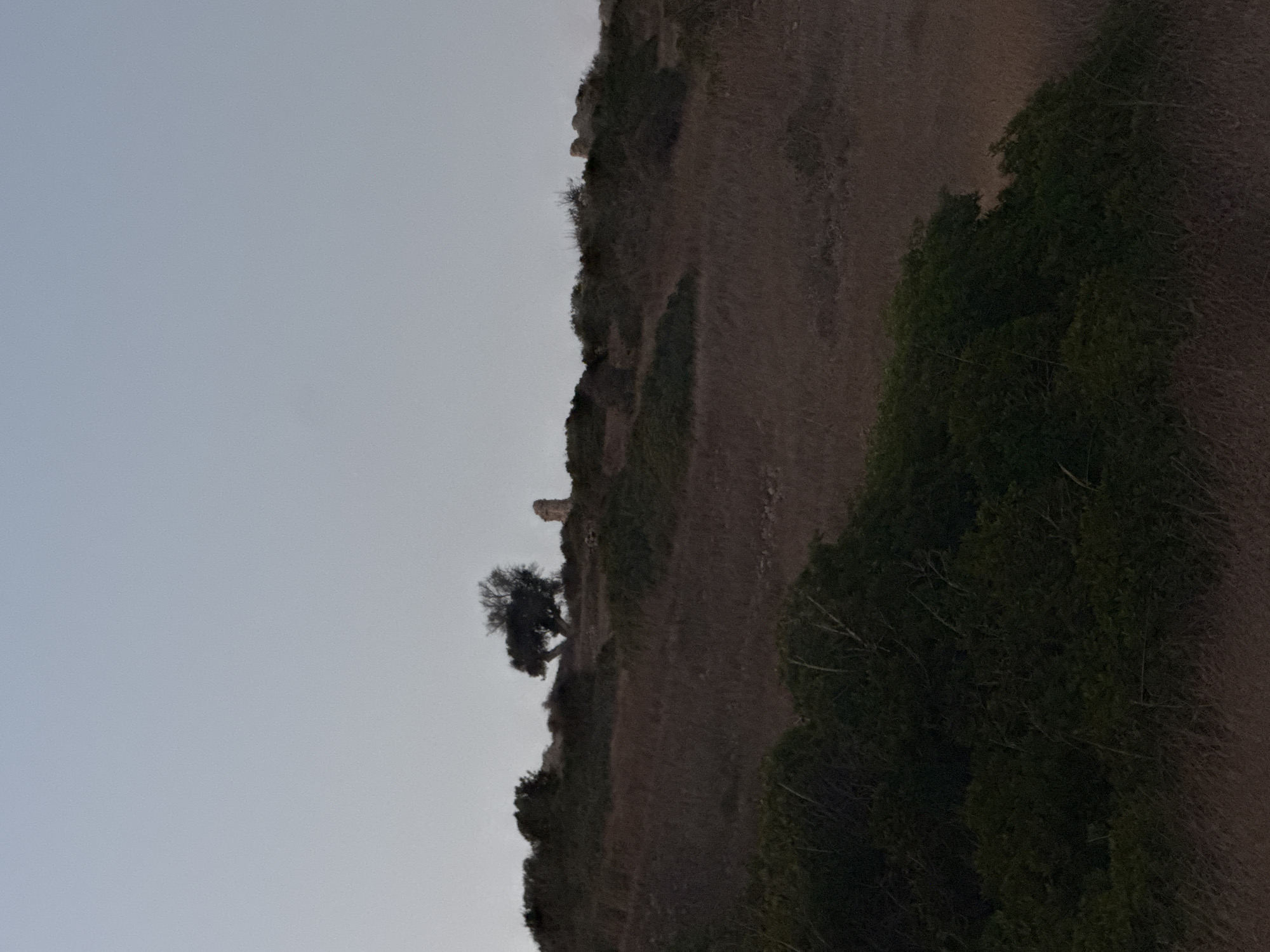 The image captures a desolate landscape at dusk, featuring a sparse, gnarled tree silhouetted against a pale sky. The terrain is characterized by dry, brown grasses and scrub brush, suggesting a rural or undeveloped area. In the background, a weathered stone structure, possibly a ruin or an ancient marker, stands on a higher elevation. The overall impression is one of natural decay and historical remnants, with no human presence evident in the scene. The location is identified as being within the Agios Tychona Community in Cyprus.