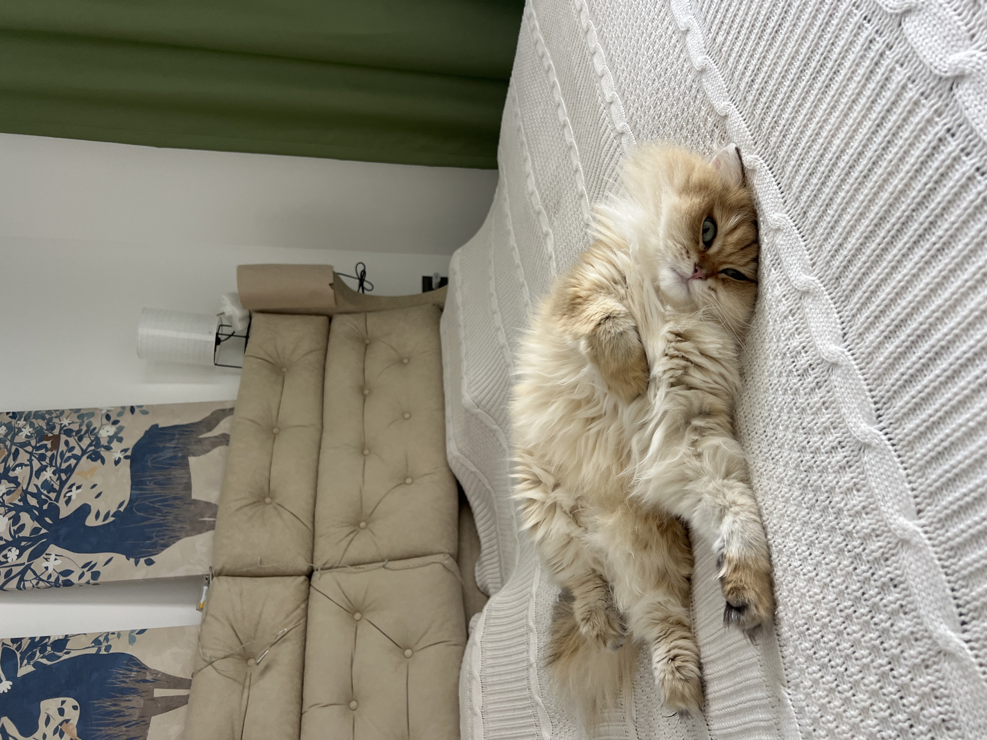 A fluffy, long-haired ginger cat is lying on its back on a white knitted blanket on a bed. The cat has green eyes and appears relaxed. Behind the cat is a large, tufted headboard of a bed. To the left of the headboard, there are two framed pictures of deer silhouettes. To the right of the headboard, a green curtain is visible. The scene is indoors, likely in a bedroom. There is no discernible location within the city of Aksu, Turkey.