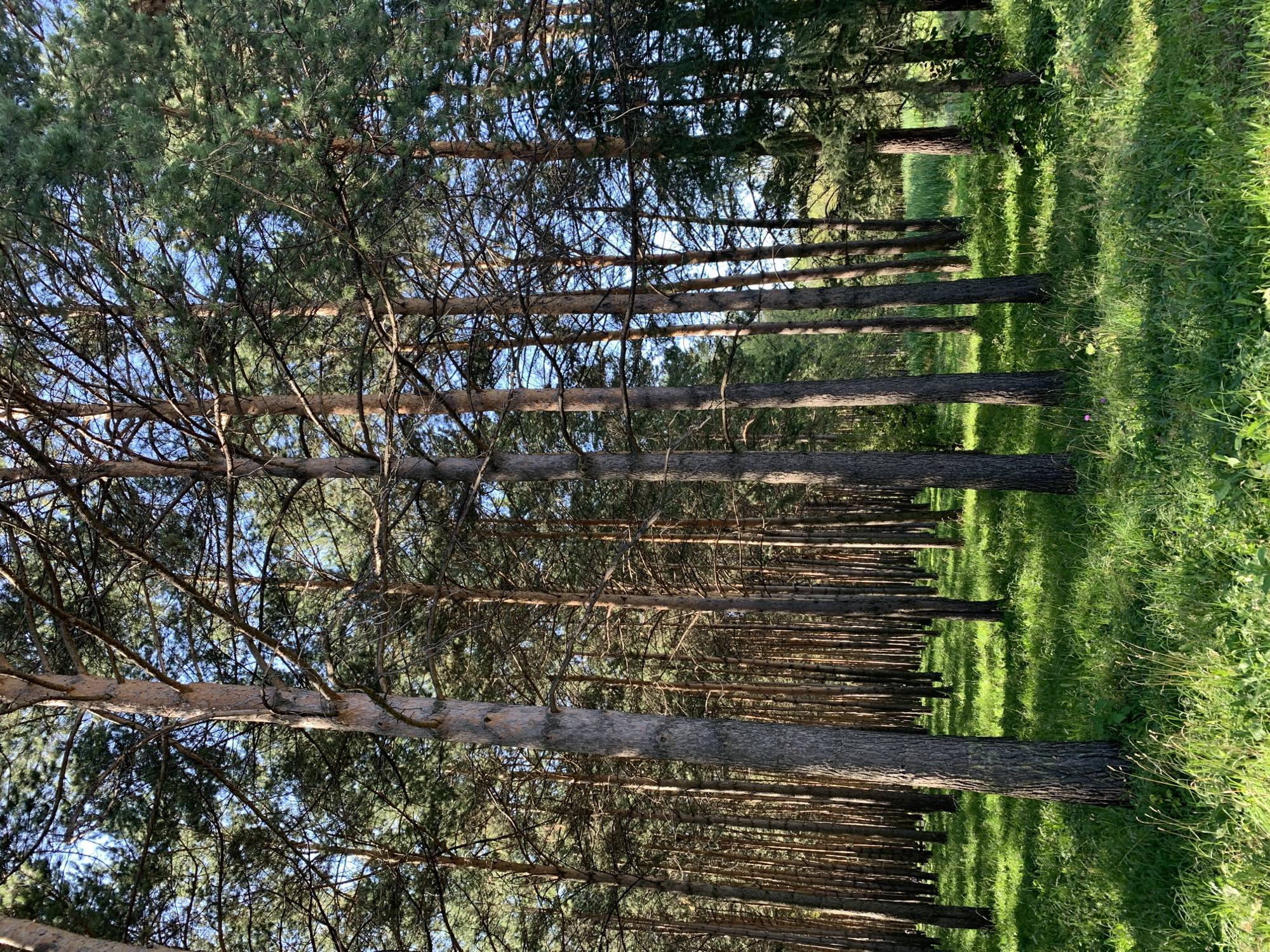 The image depicts a dense forest with tall, slender pine trees. The ground is covered in lush green grass, with sunlight dappling through the canopy, creating patches of light and shadow. The trees are close together, forming a thick forest. The sky is visible through the branches, appearing as a clear blue. There are no people or animals visible in the scene. The overall impression is one of a serene and natural woodland environment. The location in Prokopyevsk, Russia, is noted.