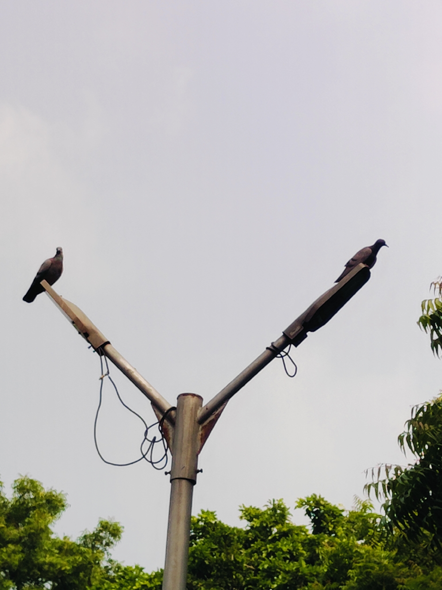 Two pigeons are perched on a street lamp with a metal pole and two arms extending outwards. The pigeon on the left is facing left, and the pigeon on the right is facing right. Green trees are visible at the bottom of the image, and the sky is overcast. The street lamp appears to be made of weathered metal. There are no people or any other animals in the frame. The scene is set outdoors, likely in a park or on a street, given the presence of the street lamp and trees. The overcast sky suggests a cloudy day. The overall impression is of a mundane, everyday scene.