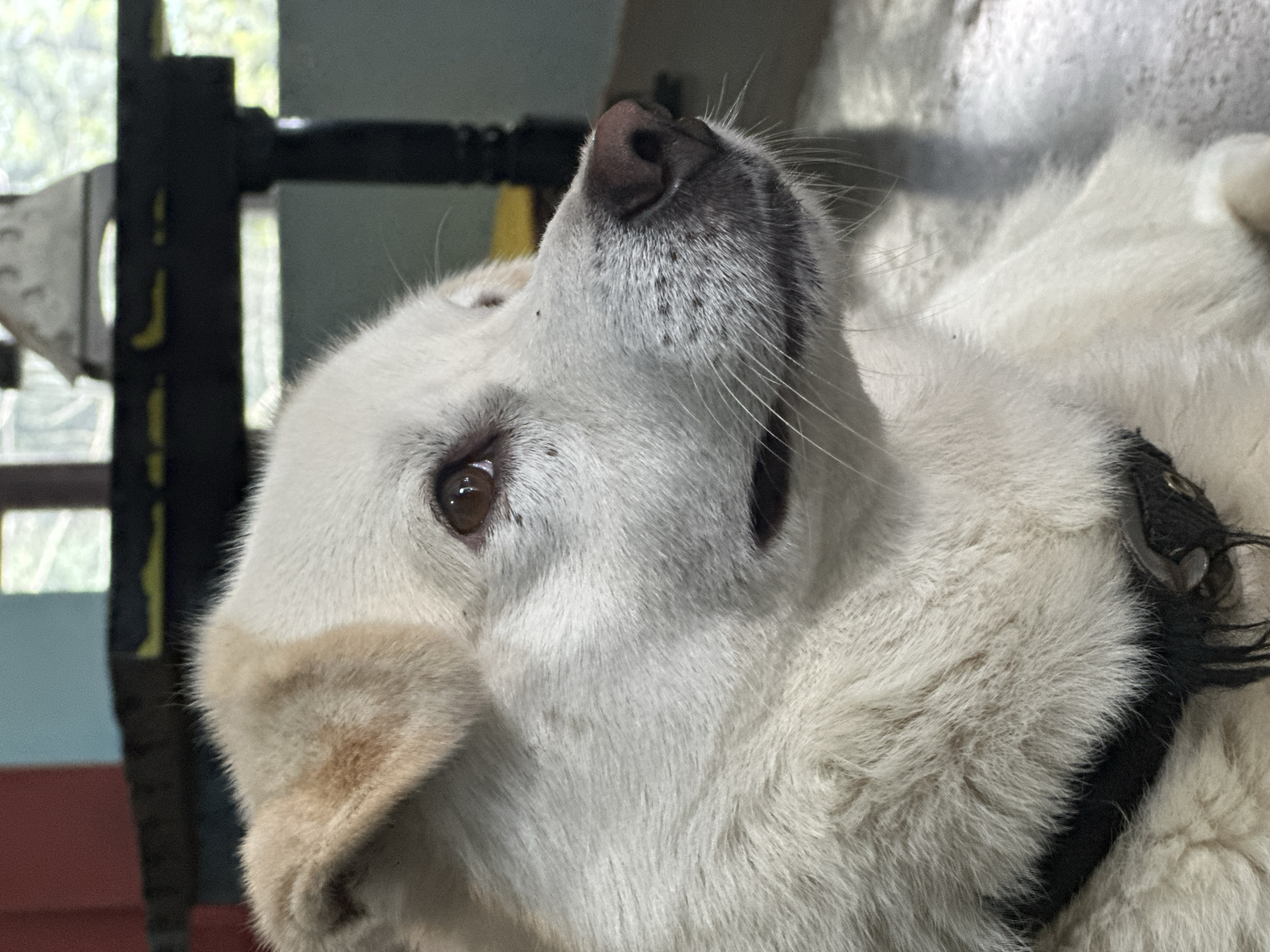 A close-up, eye-level shot shows the head and upper body of a medium-sized dog with white fur and light brown markings around its ears and eyes. The dog is facing to the right, with its head tilted slightly upwards. Its eyes are a warm brown, and its nose is dark pink. The dog is wearing a black collar. The background is out of focus, but appears to be an indoor setting with a dark wooden table and a window with greenery visible through it. The lighting is natural and appears to be coming from the right. There is a small dark speck on the dog's face, possibly a bug or dirt.