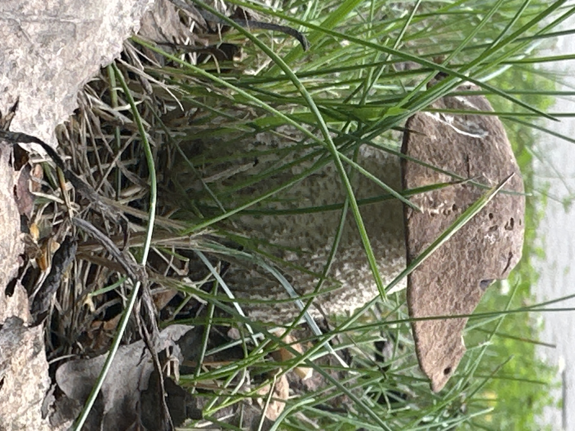 A close-up, eye-level shot captures a brown-capped mushroom emerging from dense green grass and dried leaves. The mushroom's cap is broad and textured, with a slightly irregular, wavy edge. Its stem is thick and covered in small scales. The surrounding environment consists of a forest floor with fallen leaves, dry grass, and other vegetation. The background is softly blurred, suggesting a natural outdoor setting. The overall impression is one of a solitary mushroom in its natural habitat. The location is unknown.