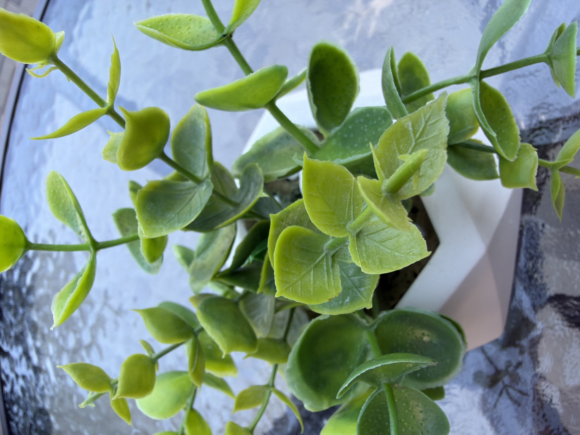 The image shows a close-up view of a small potted plant with green, oval-shaped leaves, possibly a type of eucalyptus. The plant is in a white geometric pot, and it is placed on a glass table with a textured surface, which appears to be outdoors. The background is blurred, but shows a body of water. The lighting suggests it is daytime. No people or actions are depicted. The image was taken in the city of Kommunarka, Russia.