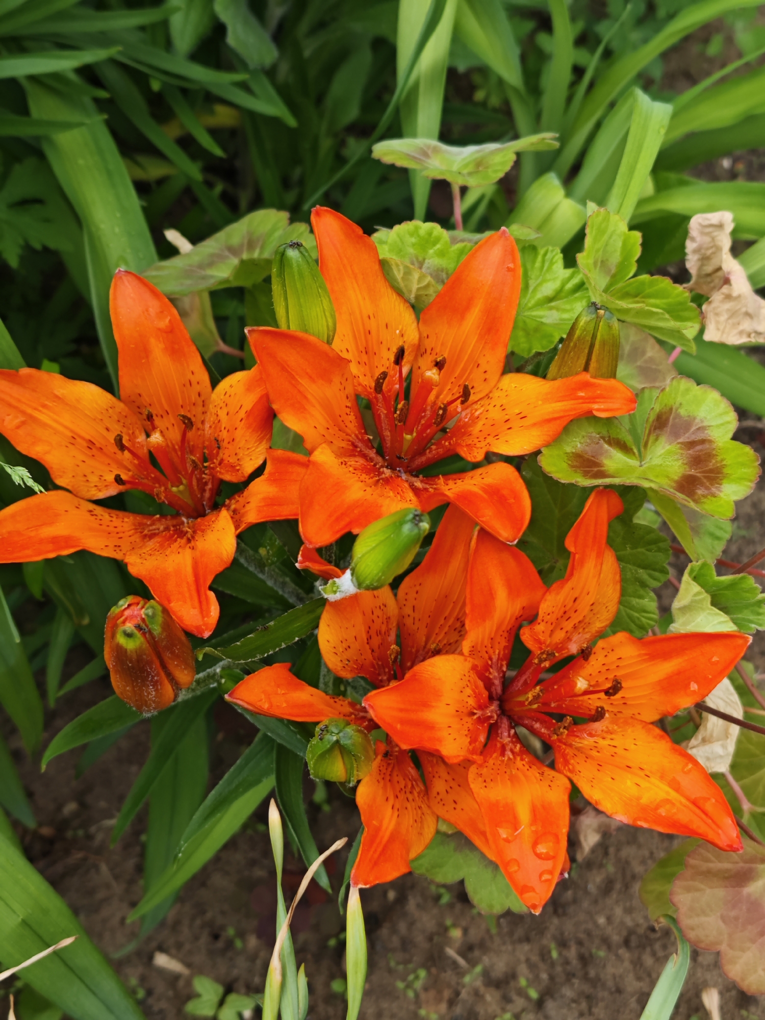 A close-up, high-angle shot captures a vibrant cluster of orange lilies in full bloom within a garden setting. Three fully open lilies dominate the center and foreground of the frame, their petals a rich, fiery orange adorned with numerous small, dark brown or black specks. Each open flower prominently displays its stamens with dark anthers and a central pistil.
Several lily buds are also visible, some tightly closed and green, others starting to unfurl, revealing hints of orange. One bud towards the lower left appears to have moisture droplets on its outer surface. The background and surrounding areas are filled with various shades of green foliage, including long, blade-like leaves and some broader, rounder leaves, a few of which exhibit brown or reddish discoloration, suggesting natural decay or specific plant characteristics.
The ground beneath the plants is visible in patches, showing dark soil. The lighting suggests daytime, and the presence of water droplets on some petals could indicate recent rain or morning dew. No specific activity beyond the natural growth and blooming of the flowers is depicted. There is no visible text in the image. The scene is set in what appears to be a natural or cultivated garden environment, consistent with the provided location context of Марковский, Russia.