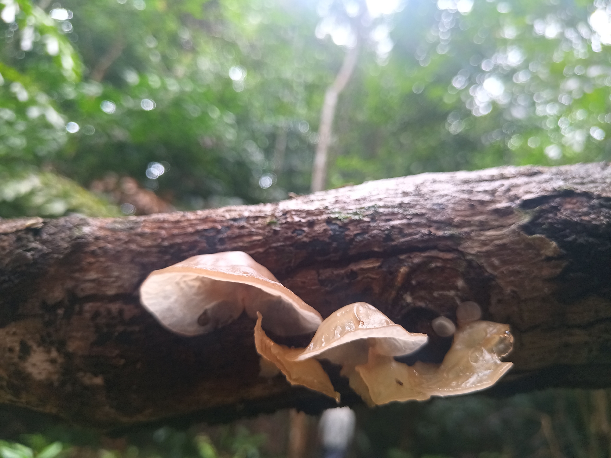 The image depicts several translucent, shelf-like mushrooms growing on a decaying log. The mushrooms have a light brown to off-white coloration and appear somewhat gelatinous or waxy. The log itself is dark brown and shows signs of decomposition, with visible cracks and moss growth. The background is a blur of green foliage, suggesting a forest or wooded area. The lighting is diffused, with some bright spots filtering through the canopy. There is no evidence of humans in the scene. Baan Thong Nang, Thailand, is the location.