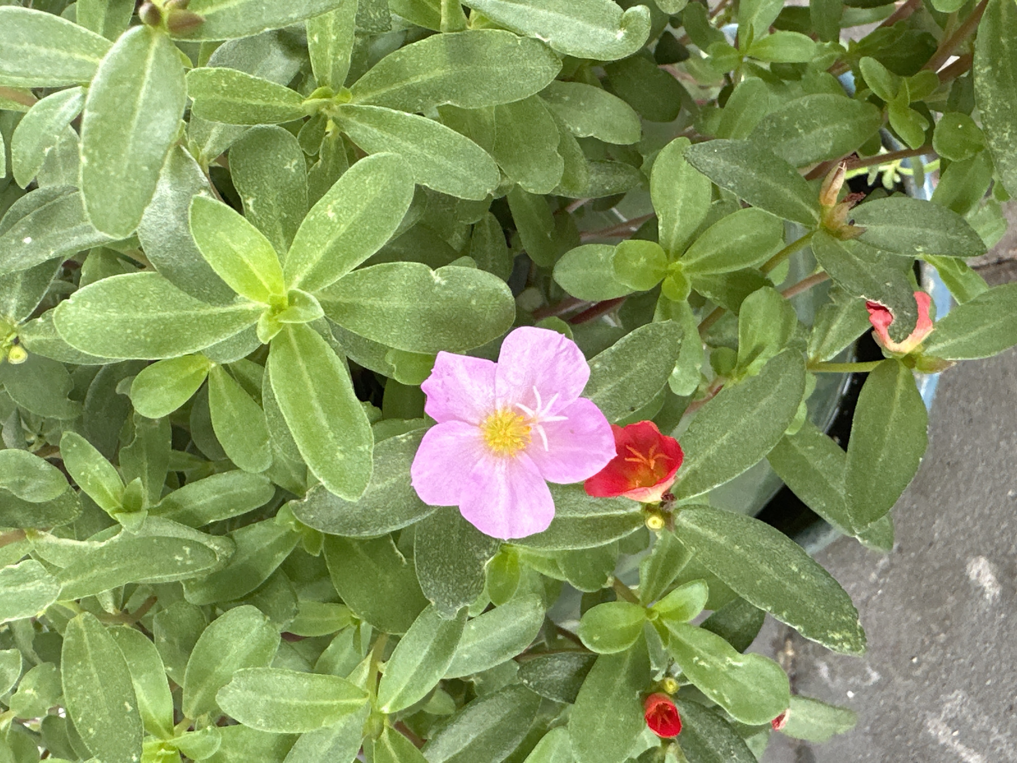 This is an outdoor, close-up, eye-level, vertical shot of a potted plant with lush green leaves and several flowers. A large, light pink flower with yellow stamen is prominently displayed in the center of the image. Below and to the left of the pink flower, there is a smaller, vibrant red flower. Additional unopened red buds are visible throughout the plant. The background consists of the dense foliage of the plant. The plant is in a blue pot, and a gray, paved surface is visible at the bottom of the frame. There are no people or animals present. The image does not provide any specific information about its location in Krefeld, Germany.