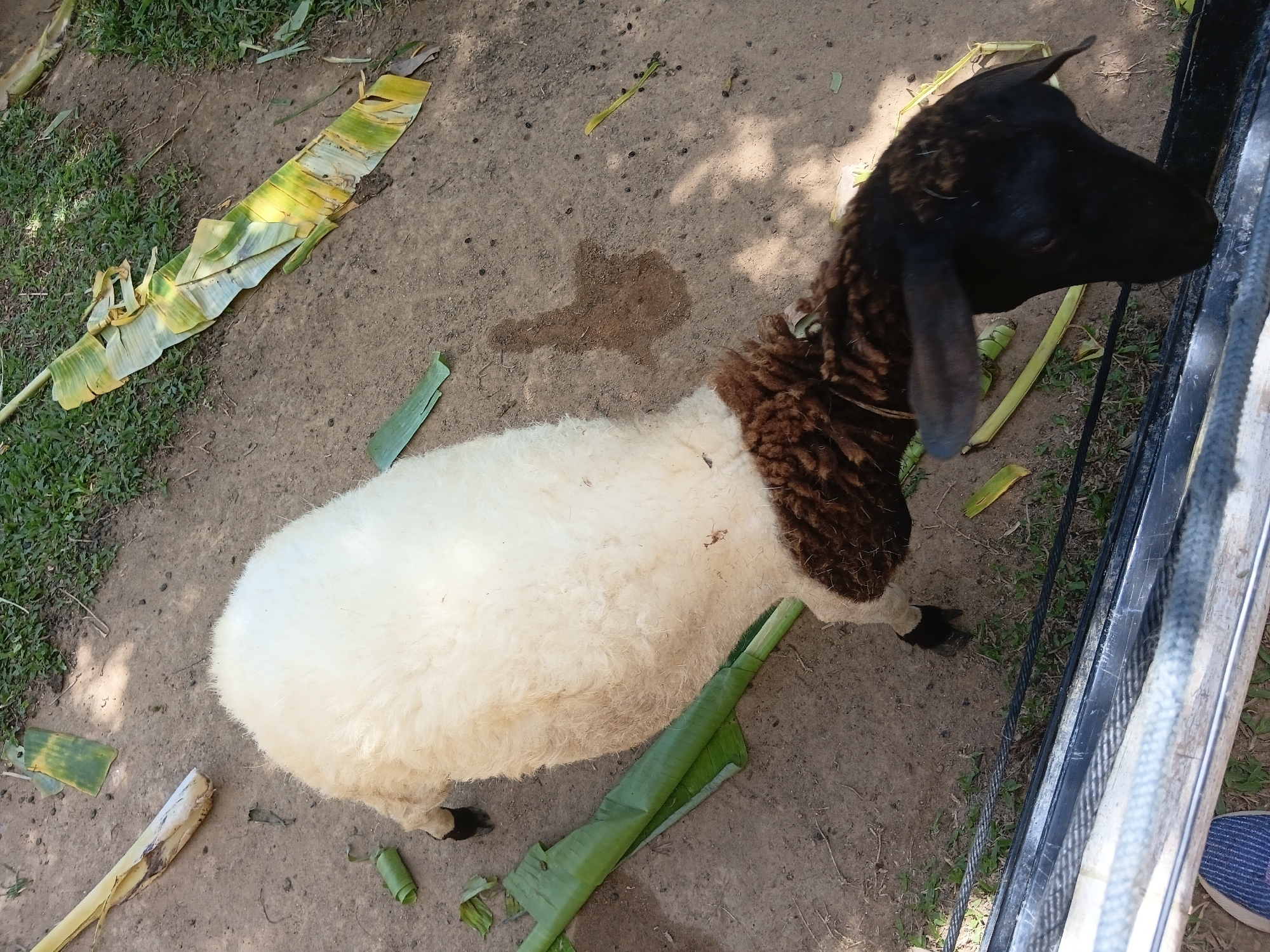 An overhead shot captures a sheep with a white woolly body and a dark brown and black head, standing on sandy ground. It appears to be eating from a pile of green leaves, possibly banana leaves, which are scattered around it, along with some dried plant material. The background shows sparse green grass and dirt. The image is taken from above, looking down at the sheep. The location is not specified.