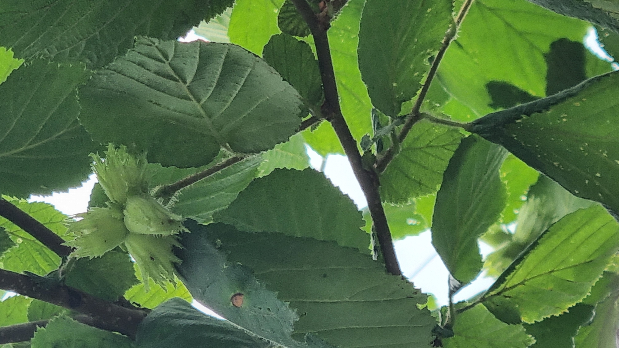 The image shows a close-up view of green hazelnut clusters hanging from a branch, surrounded by large green leaves. The hazelnuts are immature, enclosed in leafy husks that are fanned out and somewhat spiky. Several clusters are visible, with the focus on one group of three hazelnuts in the foreground. The leaves are broad with serrated edges and prominent veins, casting shadows that suggest dappled sunlight. The scene is set outdoors, with bright, out-of-focus sky visible in the background between the foliage. The overall impression is one of lush greenery and the early stages of fruit development. The location context is Vyshka, Ukraine, and the time of day appears to be daytime, likely during warmer months when hazelnuts would be growing. No people, text, or specific events are depicted.