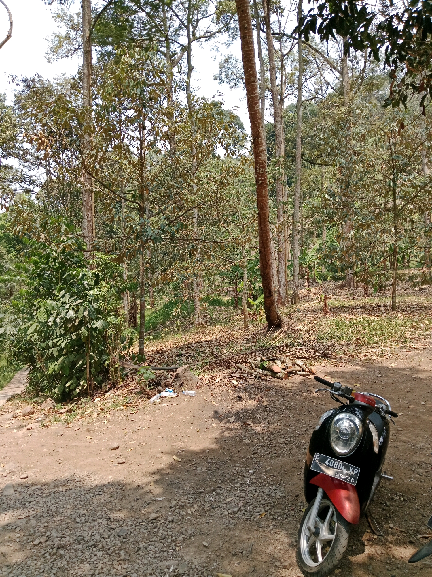A red and black motorcycle is parked on a dirt path in a wooded area. The motorcycle has a license plate that reads "F 4080 XP". In the background, there are many trees with sparse foliage, and the ground is covered with dry leaves and some scattered debris. A wooden walkway or stairs can be seen on the left side of the image, leading down into the trees. The scene appears to be in a rural or natural setting, possibly a park or forest. The location is identified as Leuwikoja, Indonesia.