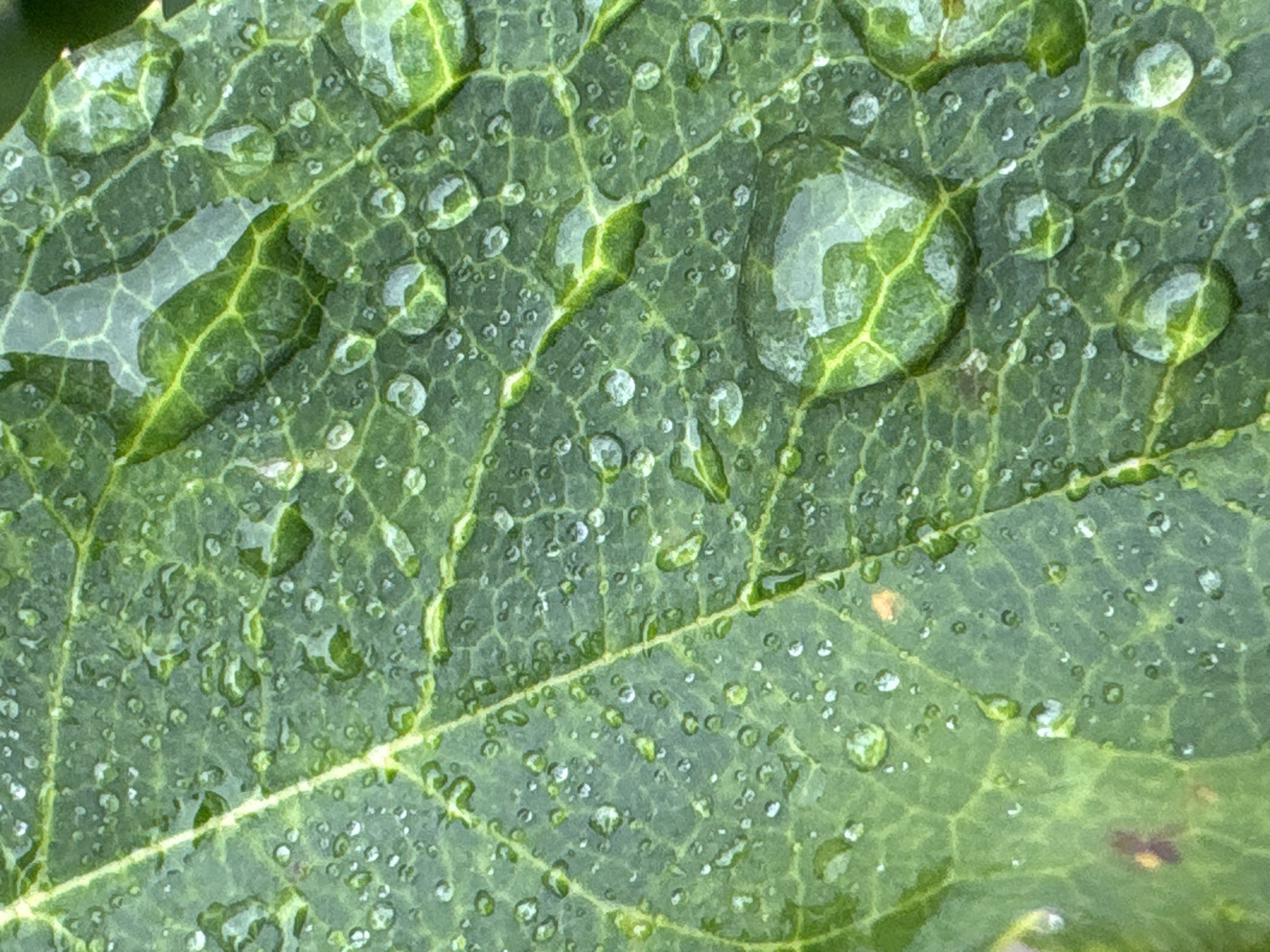 This is a close-up, vertical shot of a green leaf with numerous water droplets on its surface. The leaf has visible veins and a slightly textured appearance. The water droplets vary in size, with some appearing as tiny beads and others as larger, more prominent spheres that refract the light. The background is out of focus, suggesting a natural environment, possibly a garden or park. The image lacks any discernible human presence or urban elements, making it impossible to associate with a specific location in Bobrov, Russia.