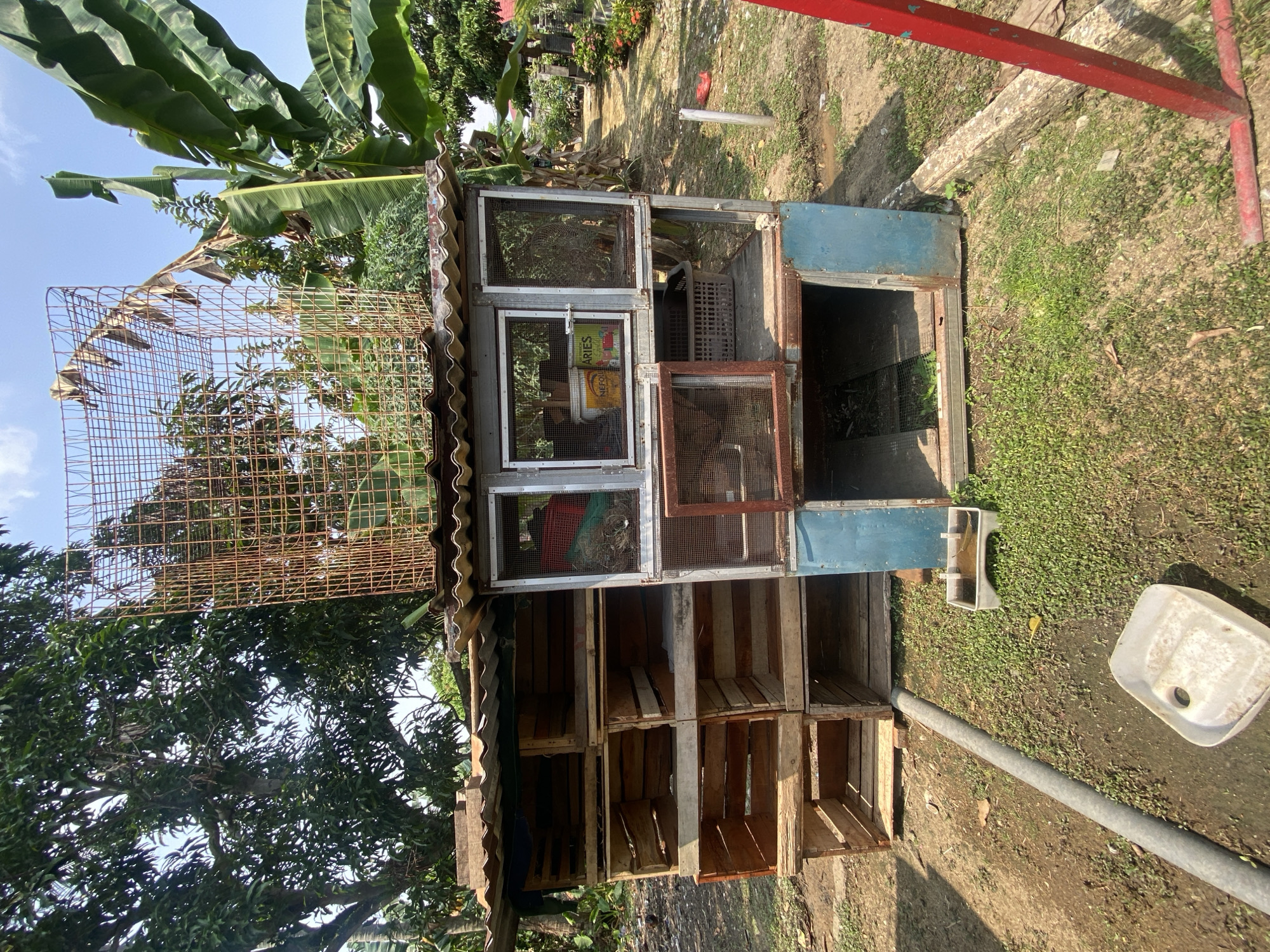 The image shows a homemade, multi-level animal enclosure constructed from wooden crates and corrugated metal sheeting, situated outdoors in what appears to be a rural or suburban setting with abundant vegetation. The structure has several compartments, some of which are open and others are covered with mesh. A rusted metal cage is placed on top of the enclosure. In the foreground, there is a gray pipe and two white plastic containers, one of which is a water dish. The ground is a mix of dirt and patchy green grass. Banana trees and other lush foliage are visible in the background, suggesting a tropical climate. The overall scene depicts a rustic, functional structure for housing animals in an outdoor environment. The scene is not identifiable as being in Batam, Indonesia, as there are no specific markers or distinguishing features that would confirm this location.