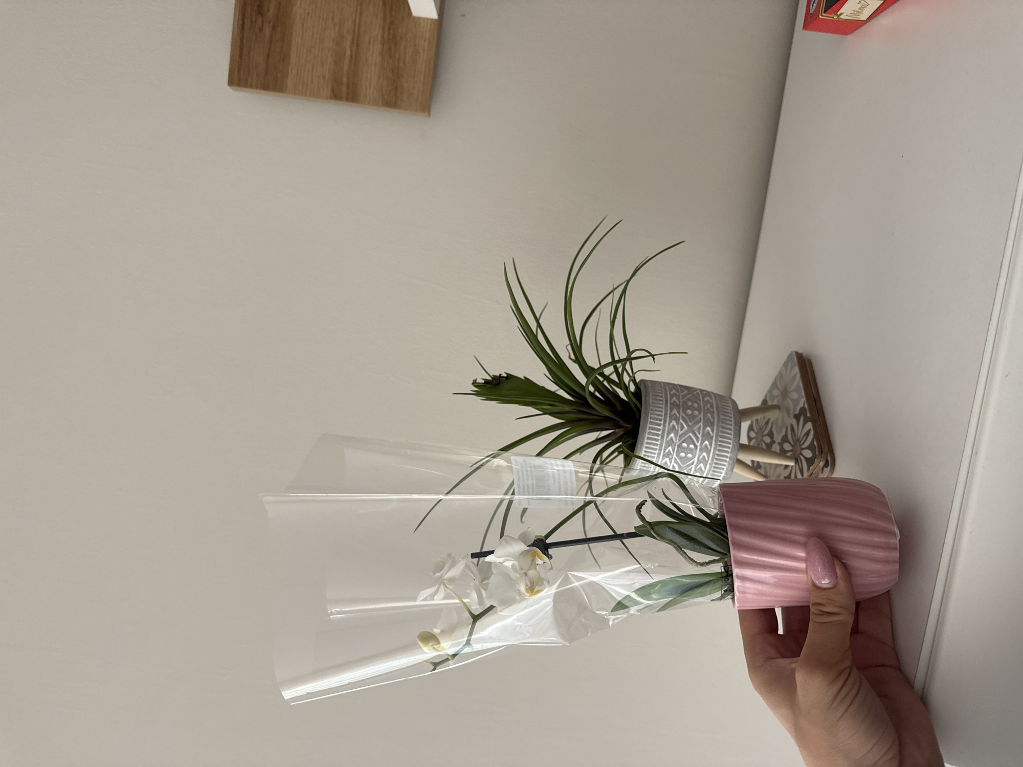 A hand is holding a pink flowerpot containing a white orchid wrapped in clear plastic. Above the pink pot, there is a grey pot containing spiky green leaves. The pots sit on a wooden shelf attached to a white wall. A corner of a wooden object is visible at the top left of the image. A small red box is at the top right of the image. The location is Unknown, Unknown.