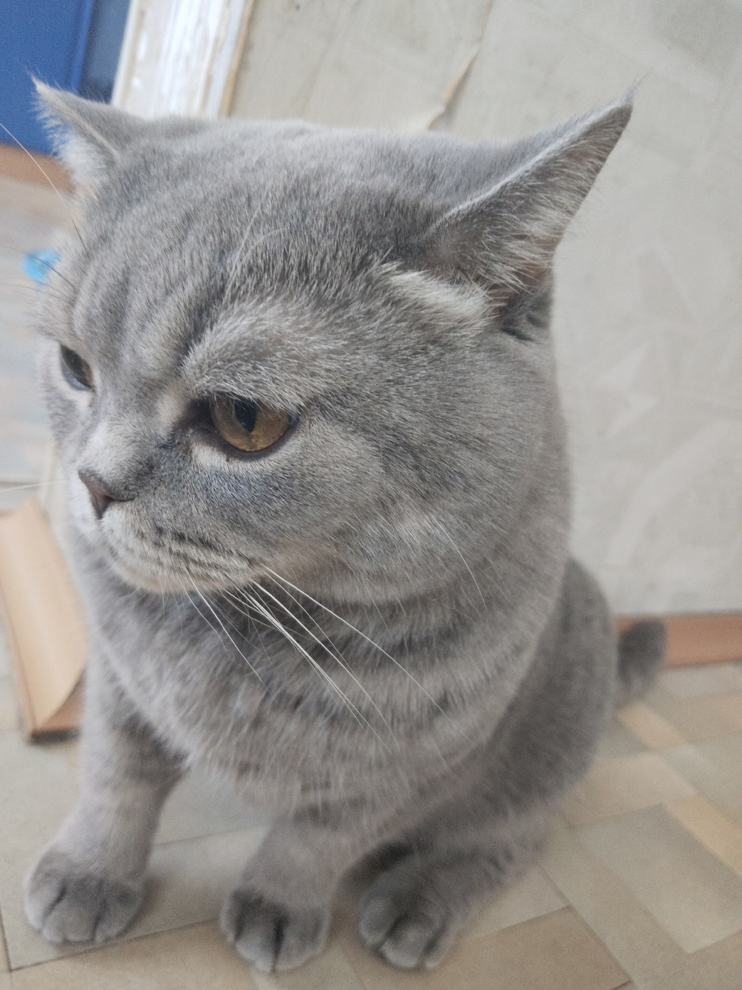 This close-up portrait features a domestic cat, likely a British Shorthair, with dense, solid grey (often called blue) fur. The cat is sitting upright, facing slightly to its left with an intent gaze. Its large, amber-colored eyes are focused off-camera. The cat's expression appears thoughtful, perhaps a bit serious or curious, with its ears perked forward. Prominent white whiskers extend from its muzzle.
The setting is indoors, with the cat resting on a light-colored, possibly tiled or linoleum floor. The background consists of a plain, light-toned wall, with some indistinct, blurred elements such as a blue shape and a brown object suggesting general household surroundings. The lighting appears to be natural ambient light, indicative of daytime. No specific activity is occurring beyond the cat sitting calmly. There are no other visible subjects or any discernible text in the image.
