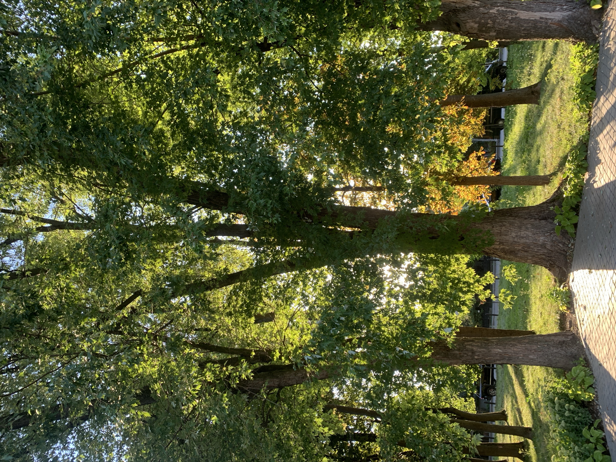 The image depicts a park scene in Kolomyia, Ukraine, bathed in the warm glow of late afternoon sun. A paved walkway with patterned bricks runs along the bottom of the frame, casting long shadows. Lush green grass covers the ground, interspersed with patches of flowering plants. Several large trees with dense green foliage dominate the scene, their leaves illuminated by the sunlight filtering through. In the background, through a gap in the trees, a dark-colored car is visible parked on a street, with more trees and a building suggesting an urban park setting. The overall impression is one of a serene and tranquil outdoor space.