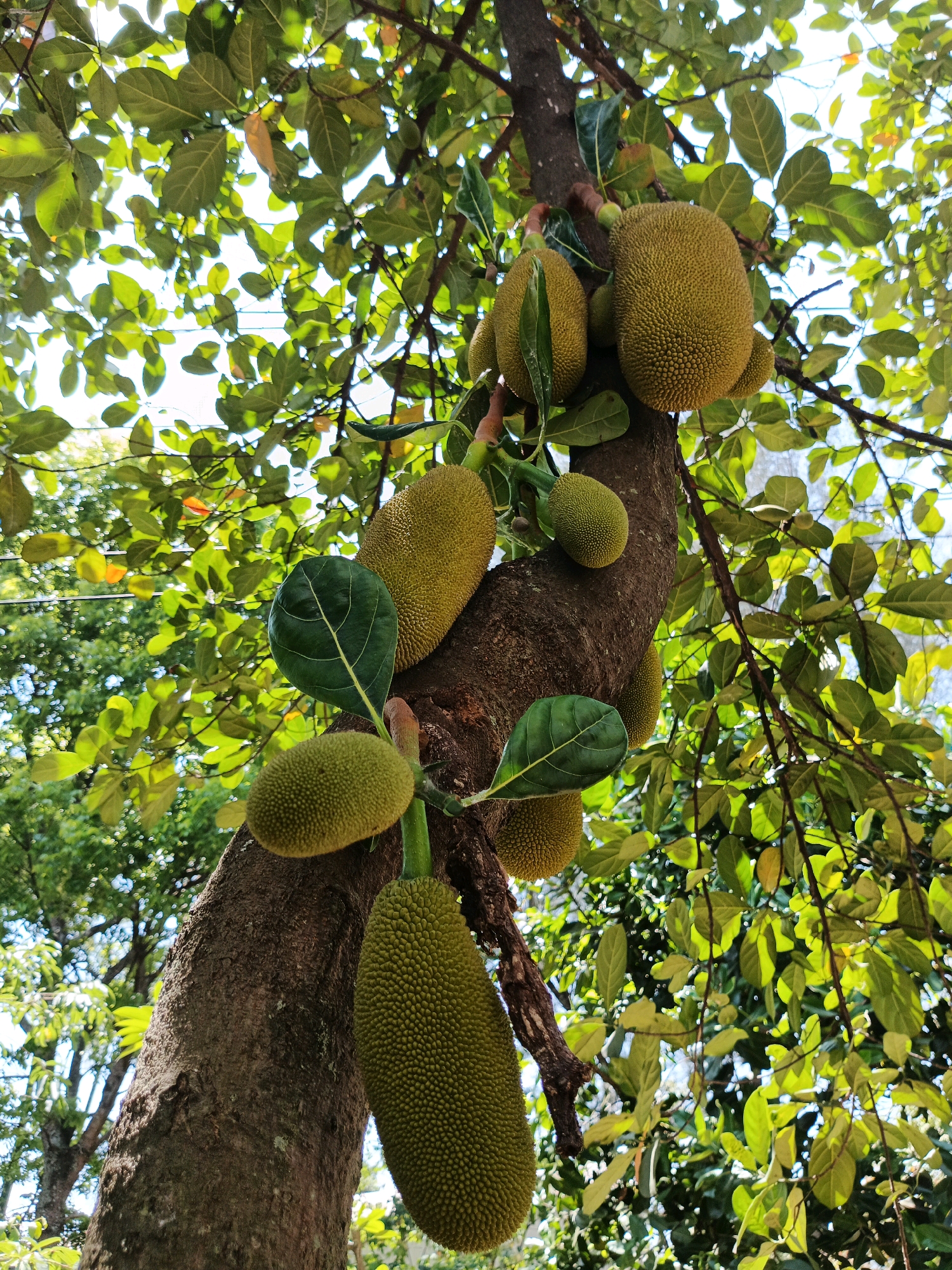 In Bandung City, Indonesia, a close-up shot captures a mature jackfruit tree laden with several fruits. The jackfruits, varying in size, hang from the thick, rough-barked trunk and branches, some partially obscured by the vibrant green, broad leaves. Sunlight filters through the canopy, creating dappled light across the scene. The shot is taken from a low angle, emphasizing the abundance of the fruit.