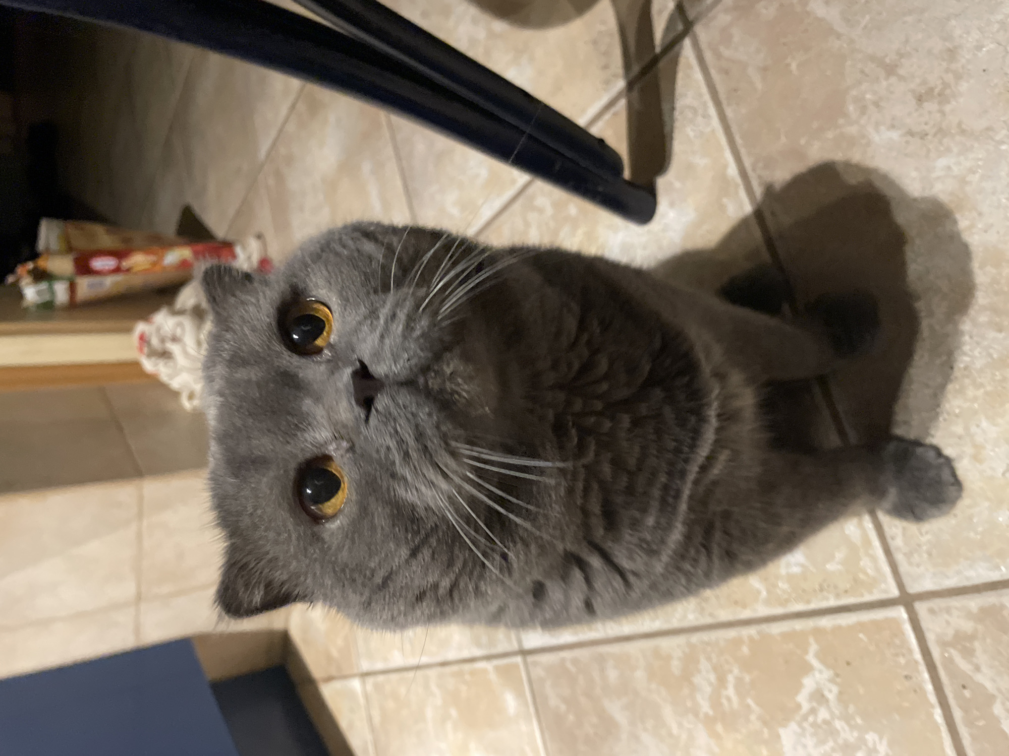 The image captures a close-up, high-angle view of a grey cat lying on a tiled floor, looking directly up at the camera. The cat, likely a British Shorthair, has dense, short grey fur and striking large, round amber-gold eyes with dilated black pupils. Its face is round with prominent white whiskers fanning out from its muzzle, and a small dark nose. A hint of its pink tongue or mouth interior is visible. The cat's body is partially visible, appearing stout, and it casts a soft shadow on the light-colored tiled floor to its right.
The setting appears to be indoors, indicated by the light beige or cream-colored square tiles on the floor with darker grout lines. In the background, to the left of the cat's head, some blurred objects resembling packages or boxes (possibly food items) are visible on a lower shelf or surface. Above the cat and in the upper part of the image, dark, possibly metal, furniture legs or a frame are visible. The lighting seems to be artificial, illuminating the cat and the immediate surroundings. No discernible text is visible on any objects in the image. The cat's expression is one of curiosity and alertness, with its wide eyes fixed on the viewer.
