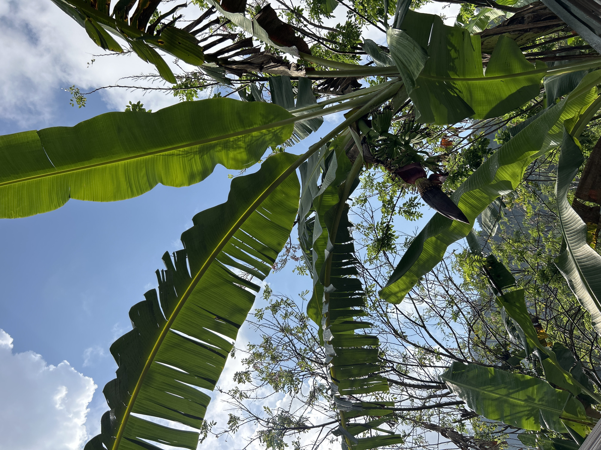 A cluster of banana trees is depicted against a blue sky with scattered white clouds. The foreground is dominated by large, green banana leaves, some of which are partially torn. In the center of the image, a banana flower hangs downwards, with developing bananas visible above it. Other trees and foliage are visible in the background. The scene appears to be an outdoor natural environment.