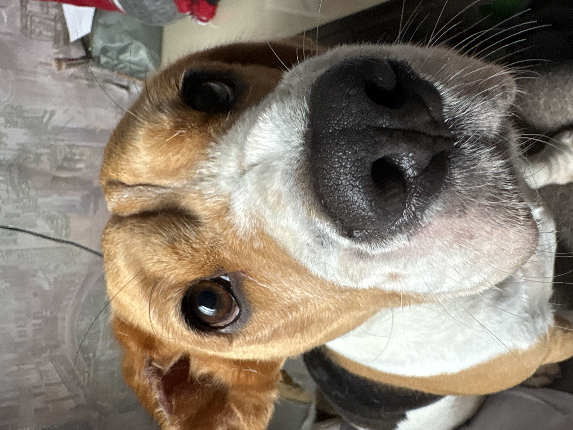 A close-up, head-on photograph captures the face of a beagle dog. The dog's brown and white fur is clearly visible, with large, dark brown eyes and a prominent black nose. The background is out of focus and appears to be an indoor setting with a textured wall and some indistinct objects. The image does not provide any information about the location in the city of Марковский, Russia.